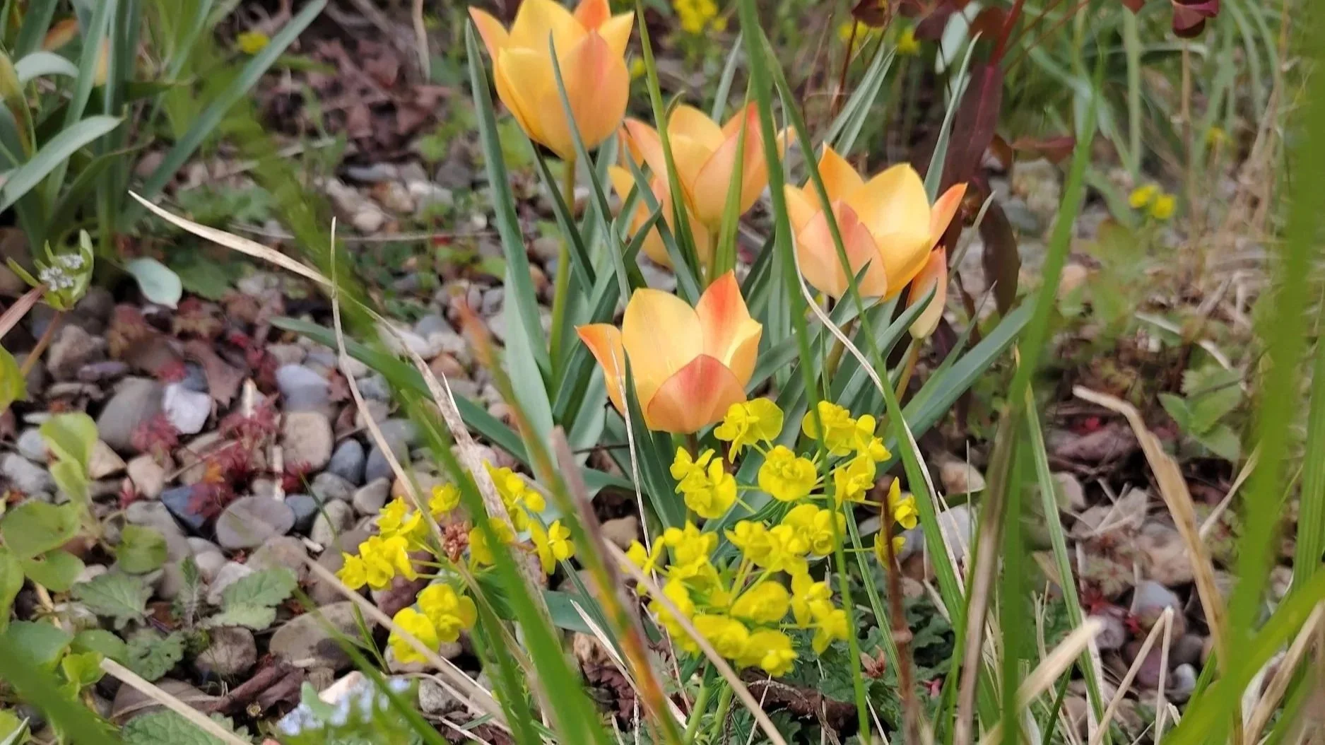 Yellow and orange tulips surrounded by green grass and small yellow flowers growing from a gravelly ground.