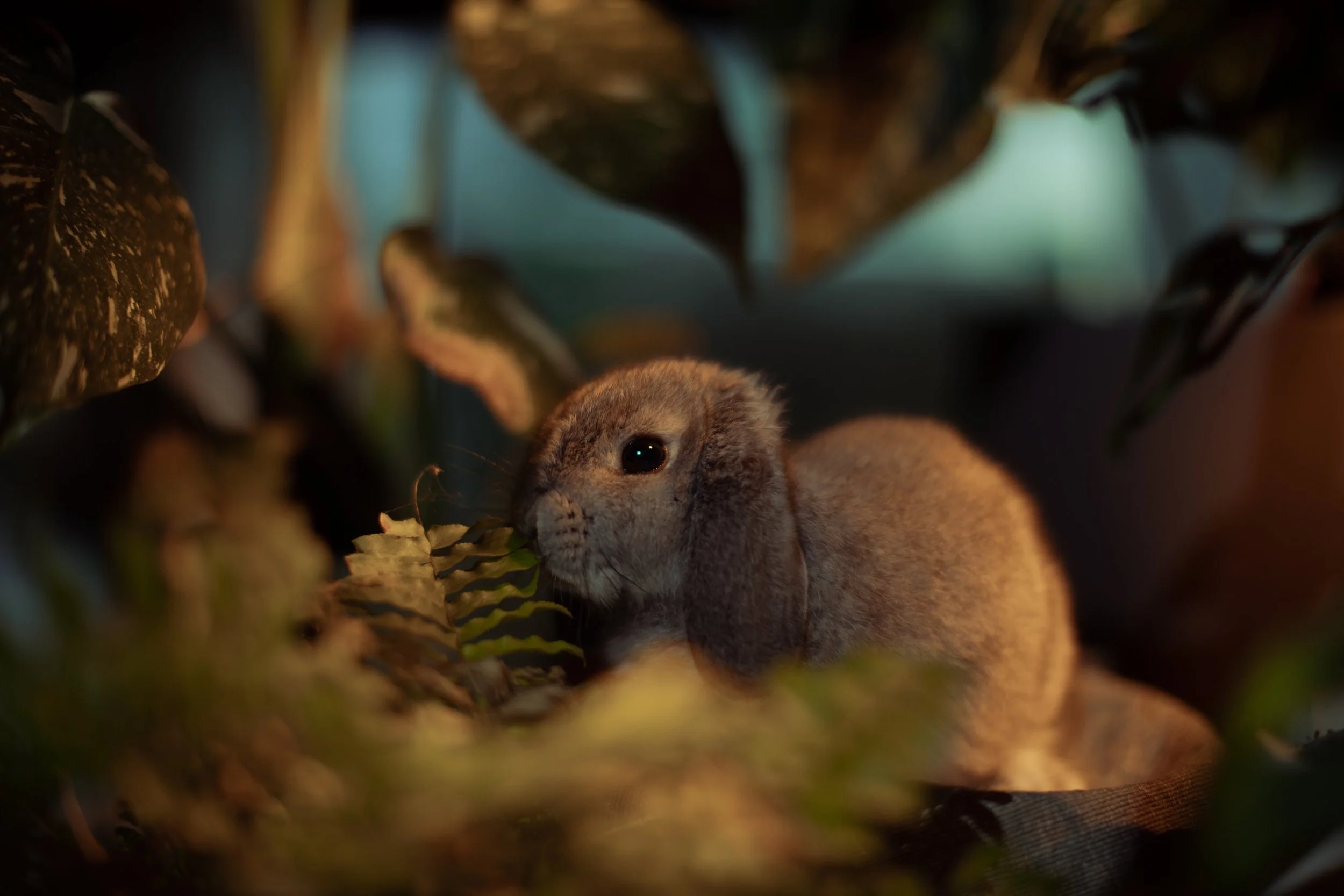 Ein kleines Kaninchen versteckt sich zwischen Blättern und Zweigen im dunklen Wald.