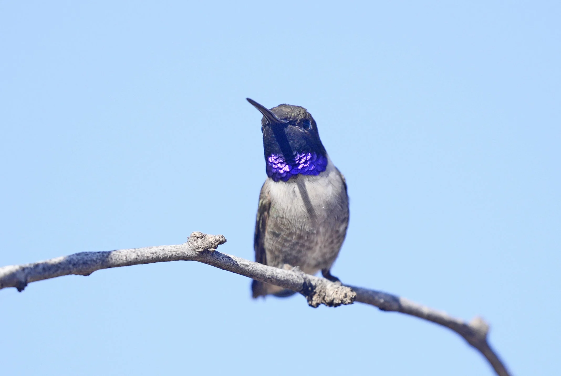 Male Black-chinned Hummingbird with a dark throat and purple band, perched on a bare twig