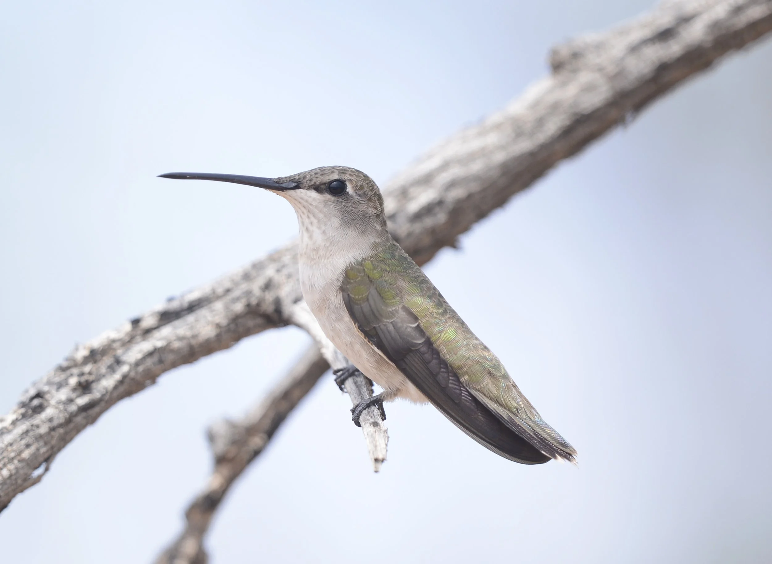 Female Black-chinned Hummingbird with grayish-white underparts, perched on a dead branch