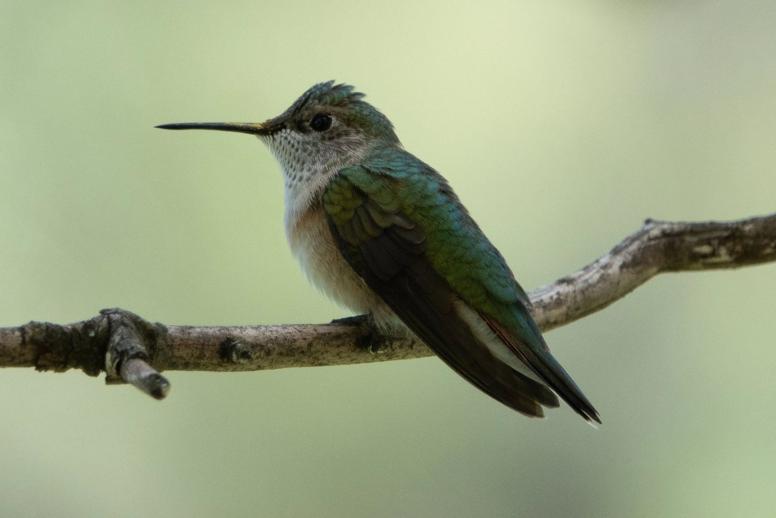Female Broad-tailed Hummingbird with green back and buffy sides, perched on a branch