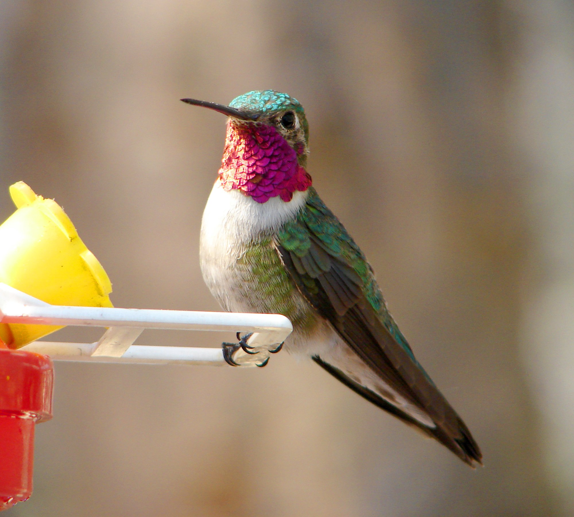 Male Broad-tailed Hummingbird with a rose-magenta throat, perched on a feeder