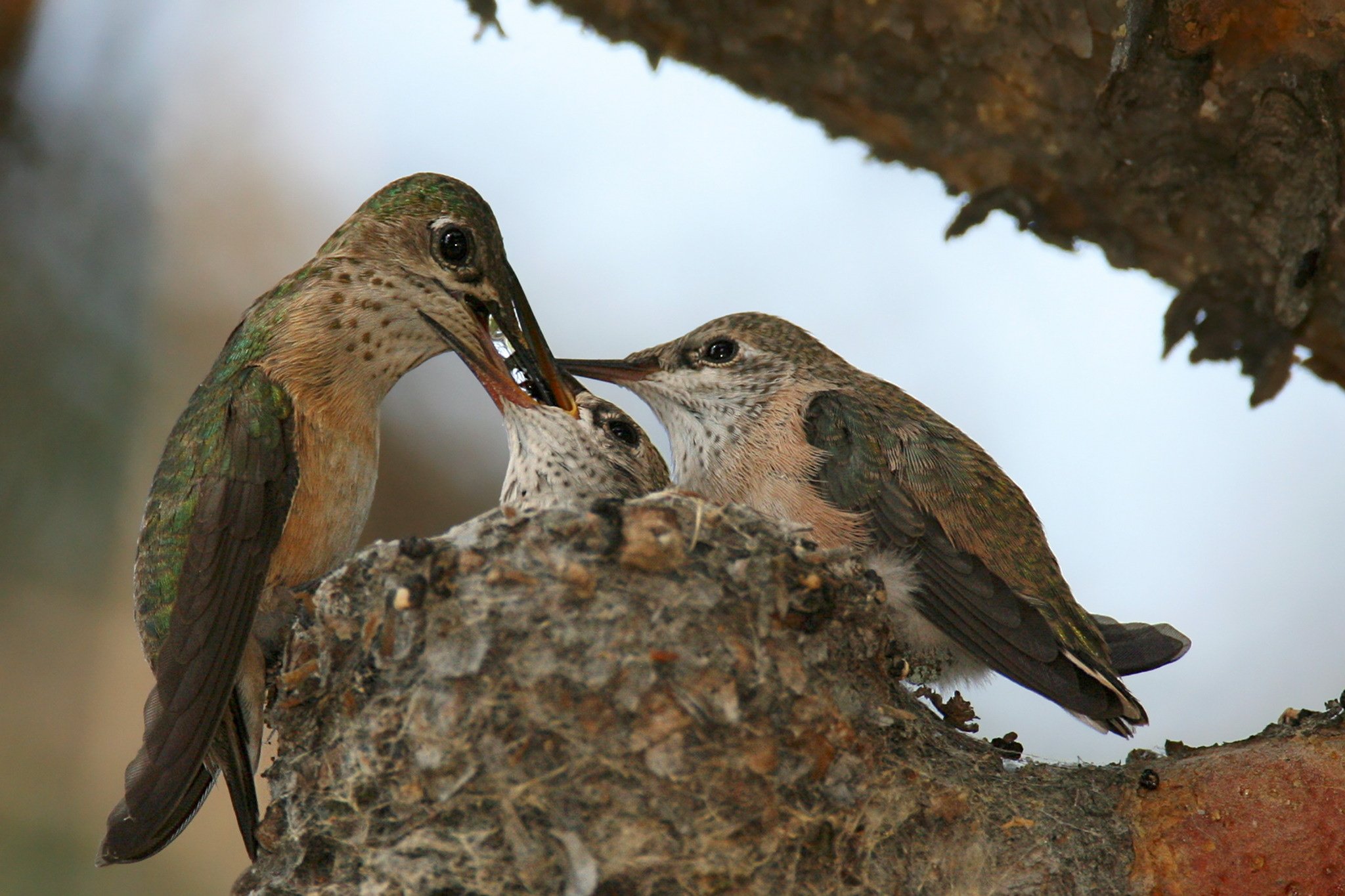 Female Calliope Hummingbird feeding two chicks in a nest on a branch