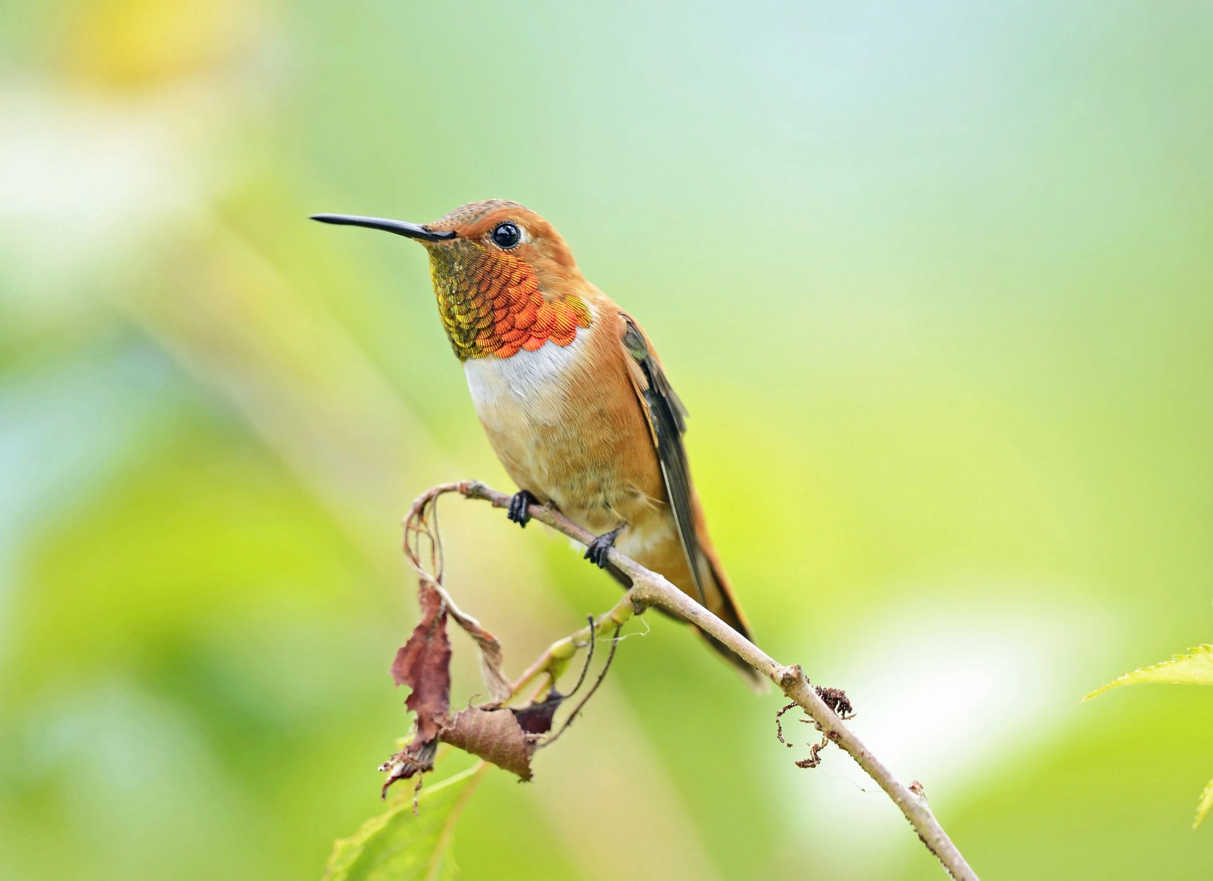 Male Rufous Hummingbird with an orange body and red-orange throat, perched on a twig