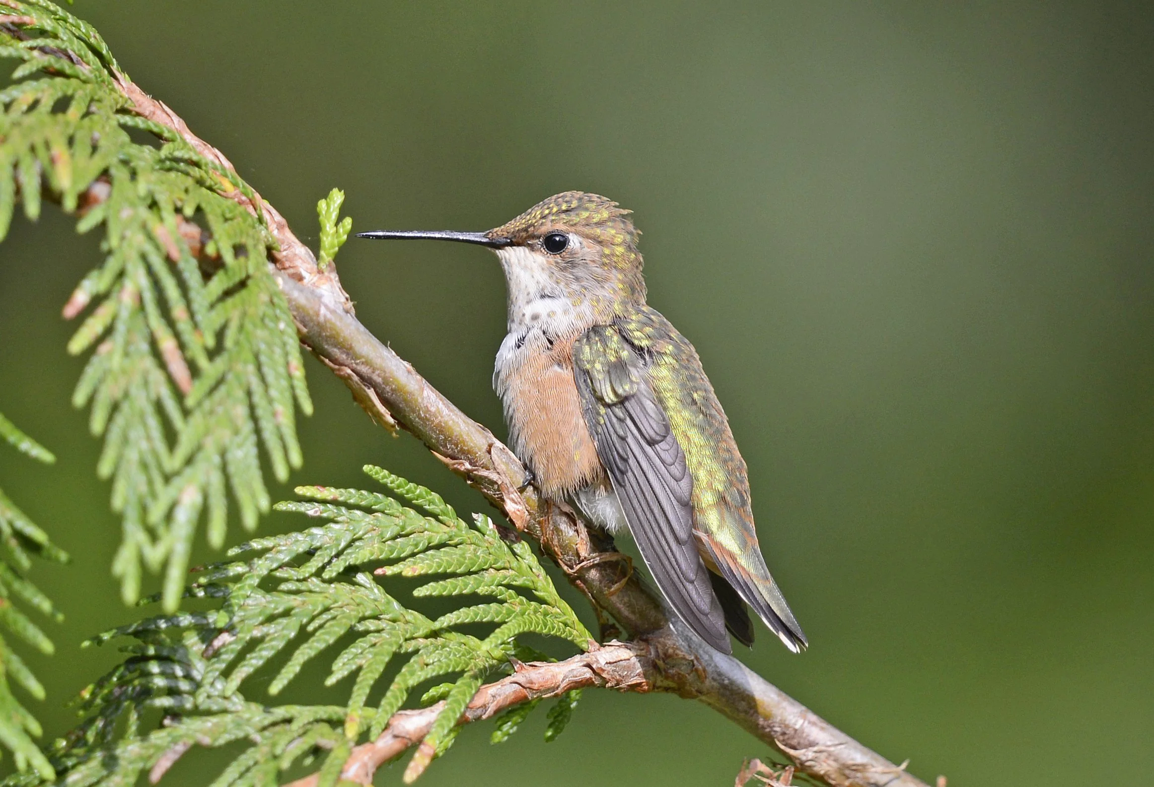 Female Rufous Hummingbird with green back and rusty sides, perched on an evergreen branch