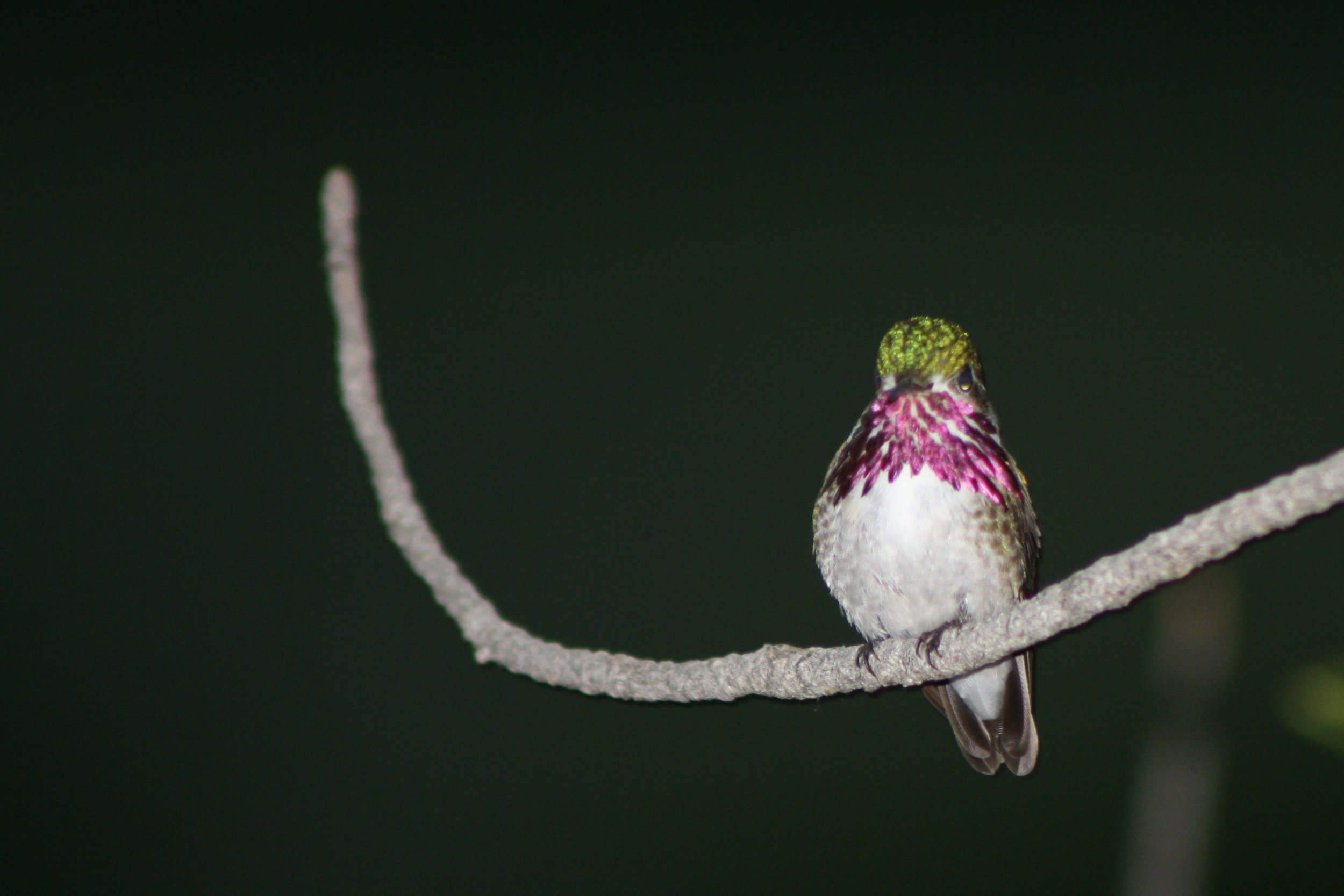 Male Calliope Hummingbird with magenta throat streaks flared, perched on a curved branch
