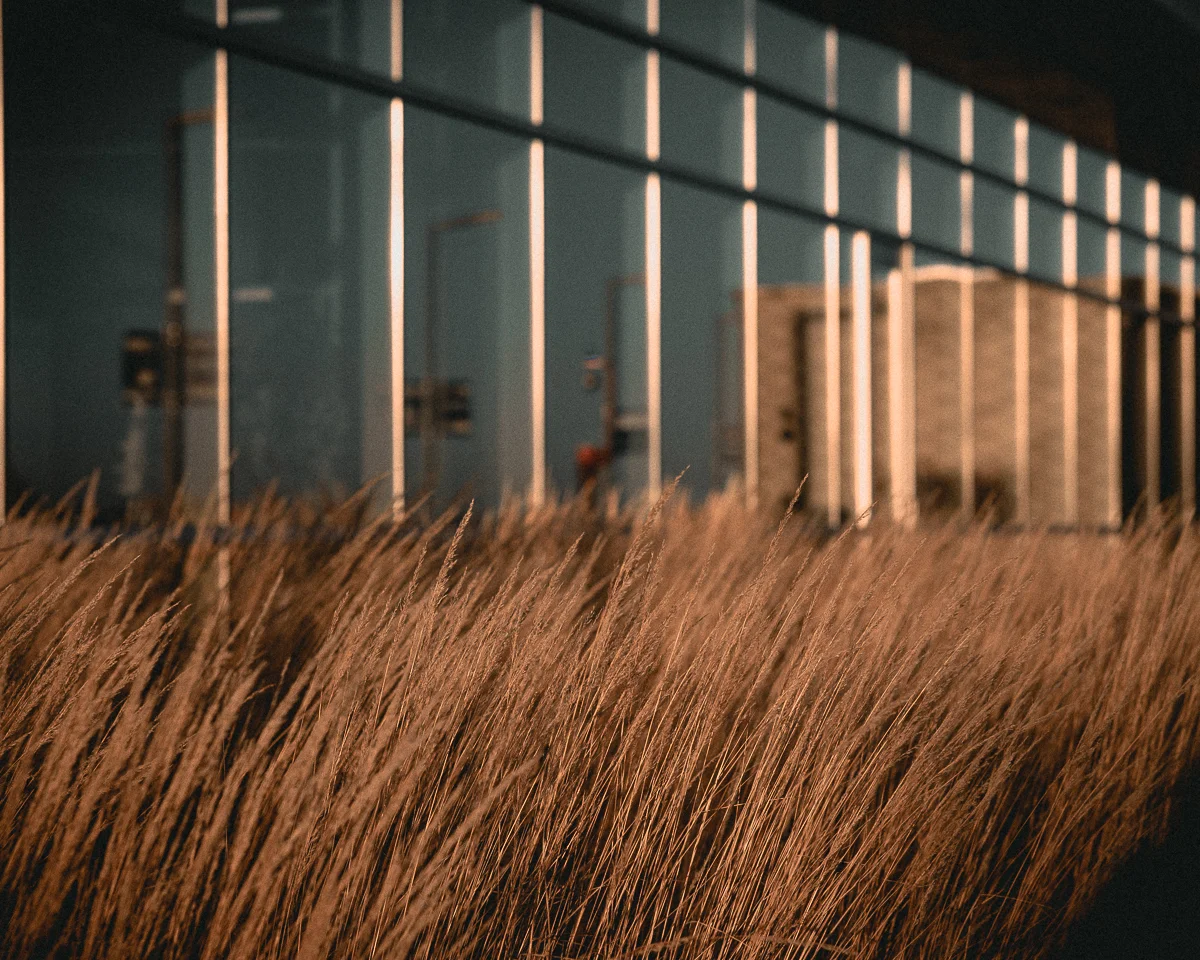 wheat (1 of 1).jpg