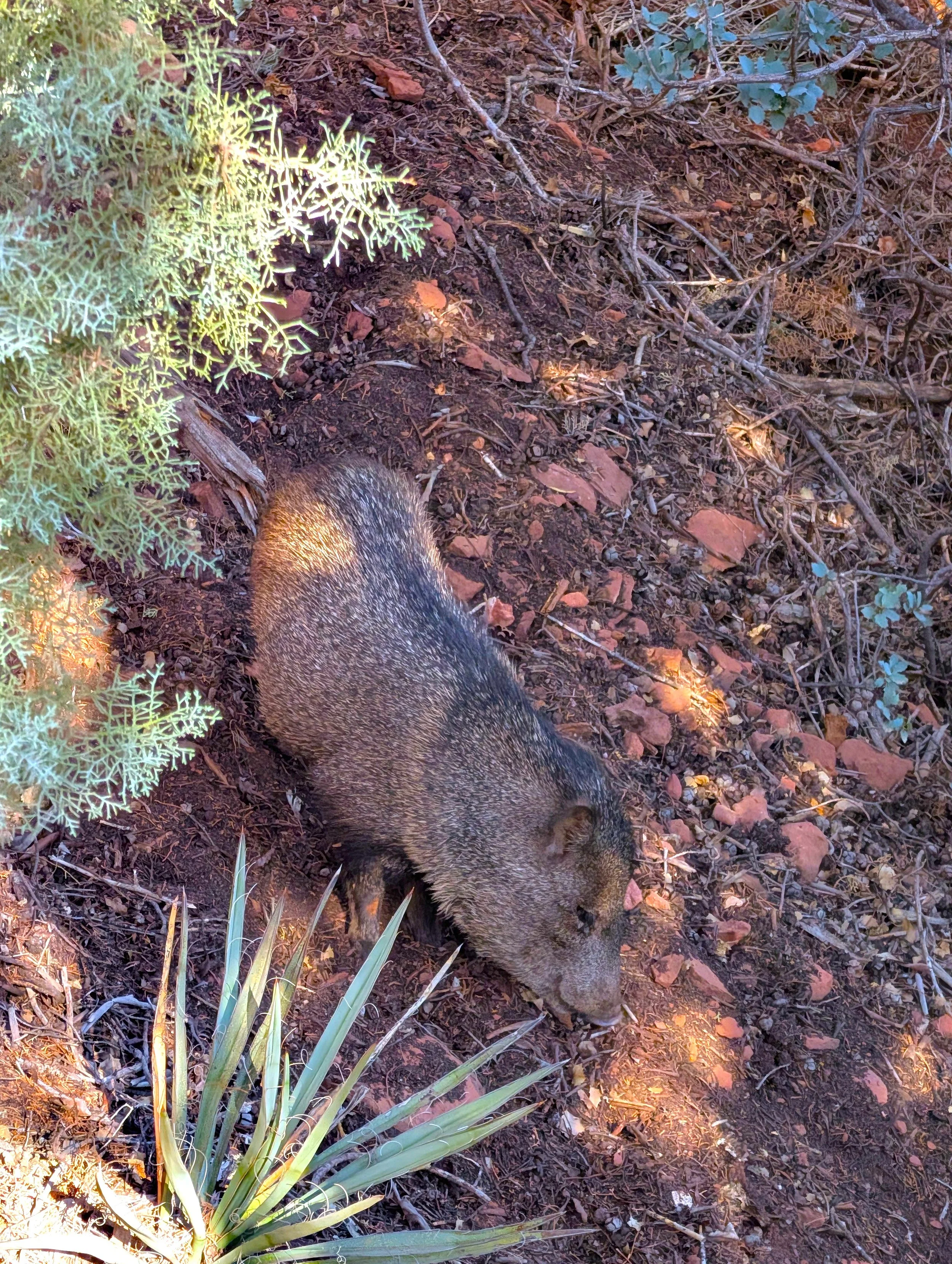 Javalina on the hill2.jpg