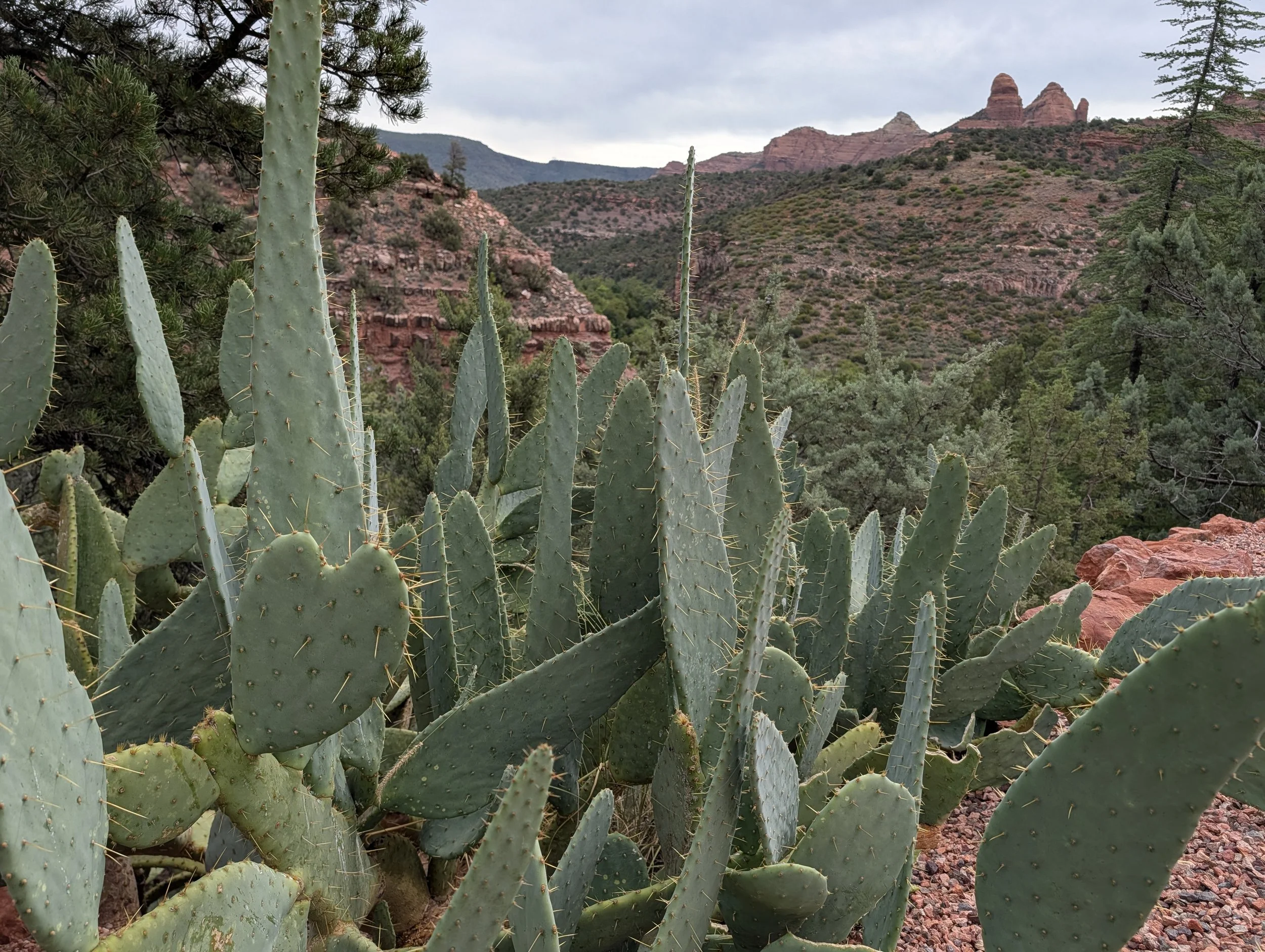 Even the Cactus were celebrating!