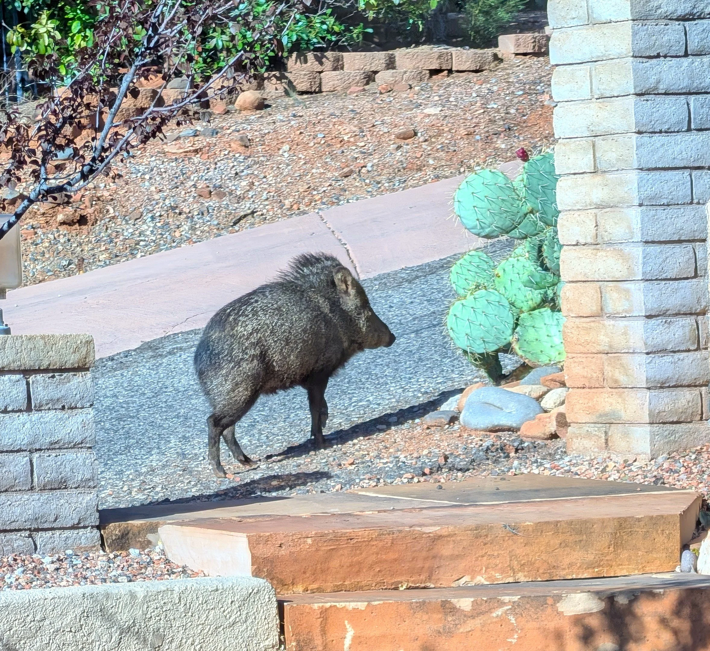 Morning visitors, this one is a Baby!