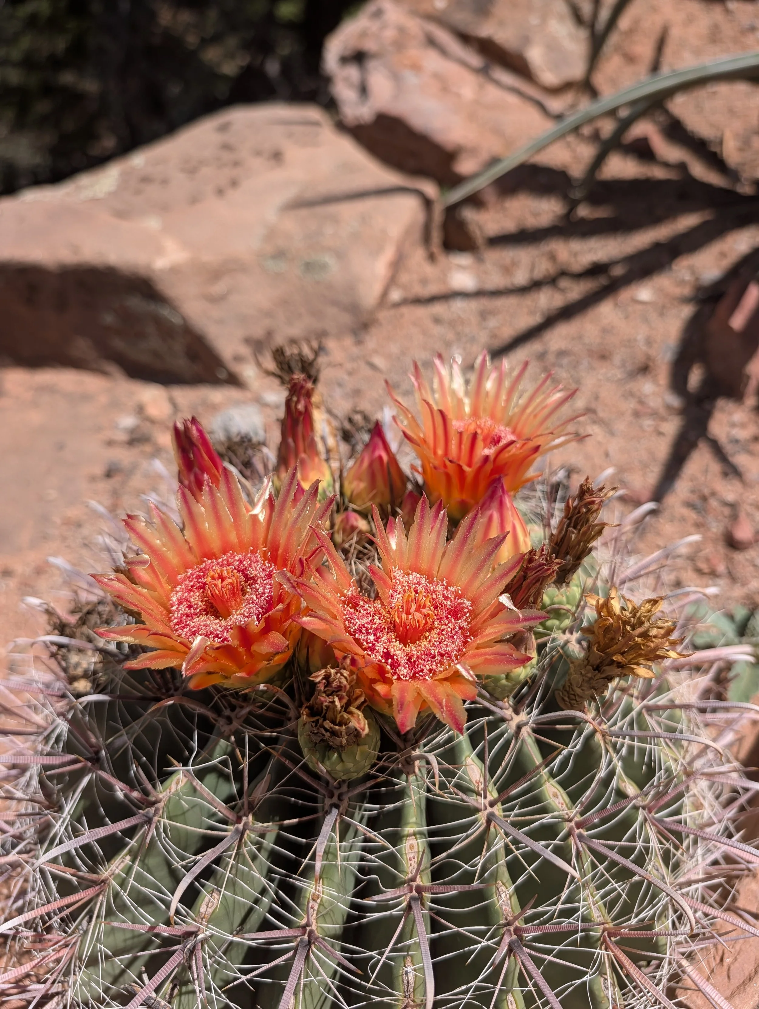 Cactus were in bloom 