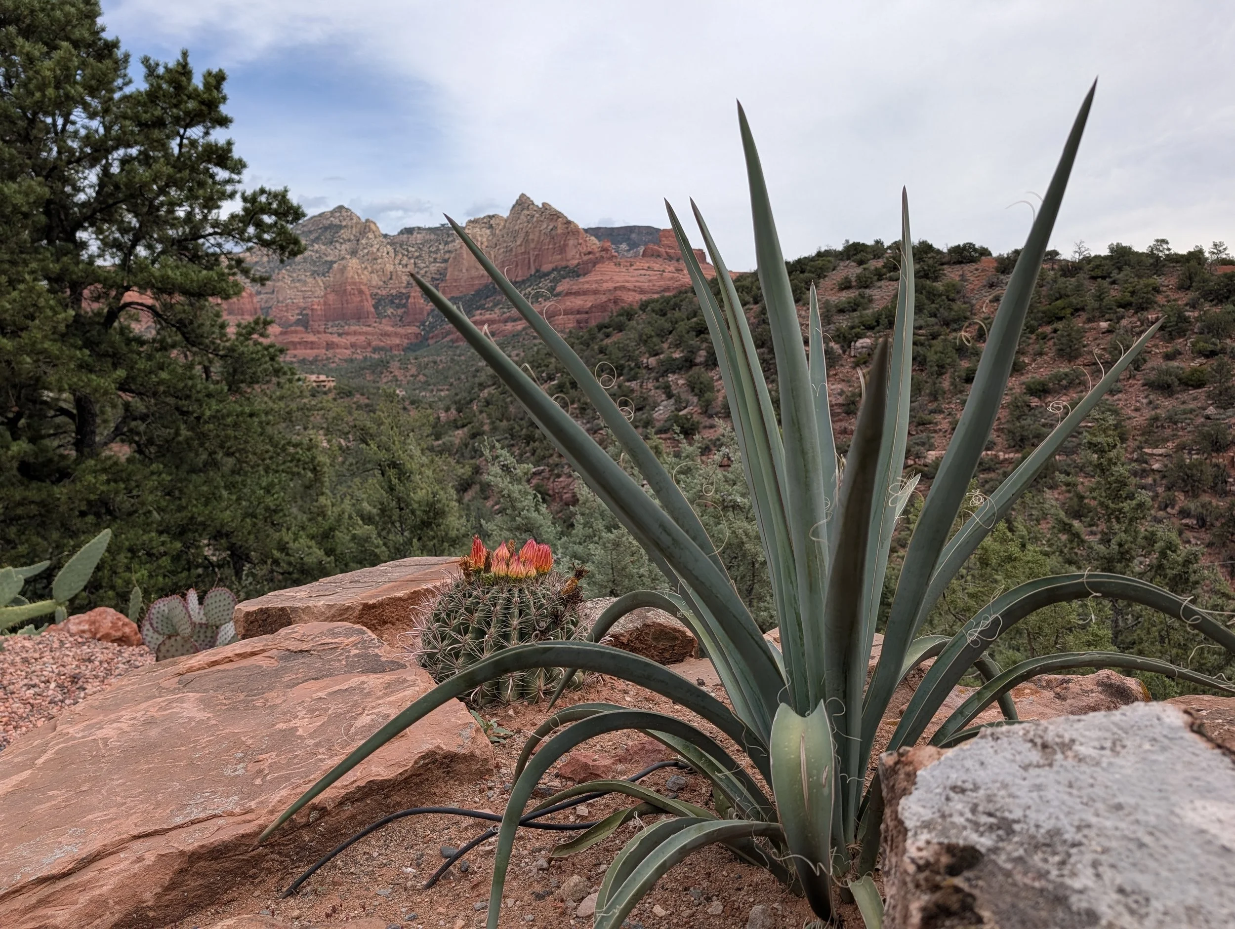 Cactus Flowers!