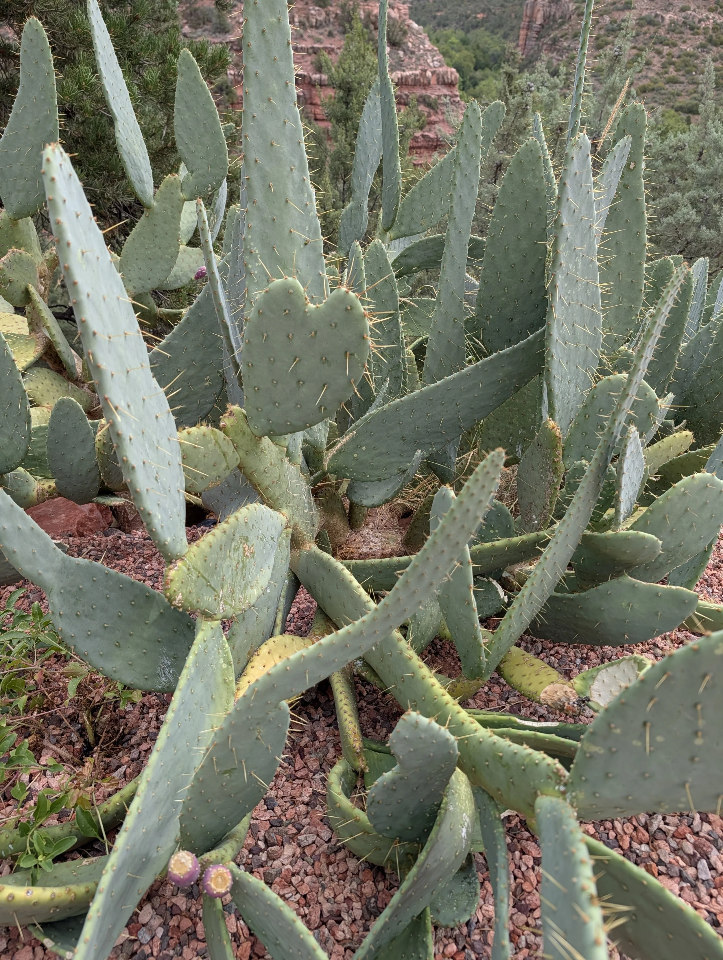 Even the cactus were in the mood (find the hearts!)