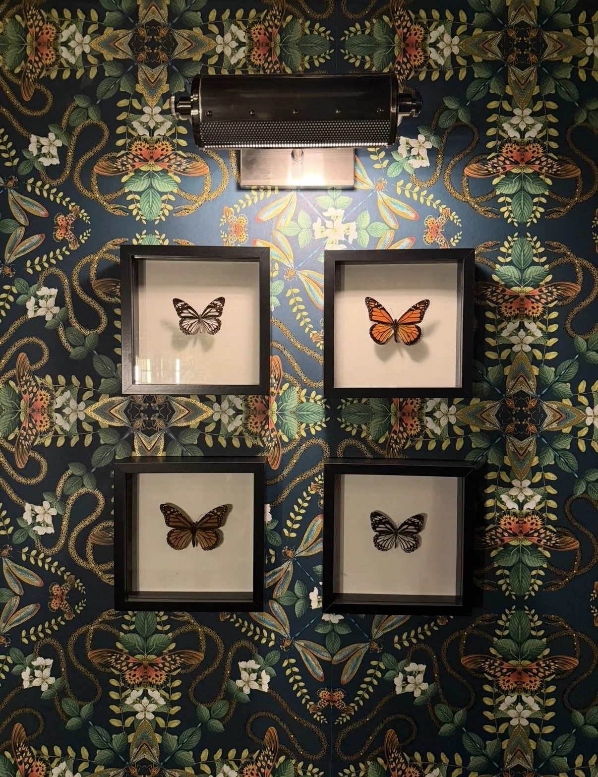Display of four framed butterfly specimens on a patterned butterfly-themed wallpaper background.