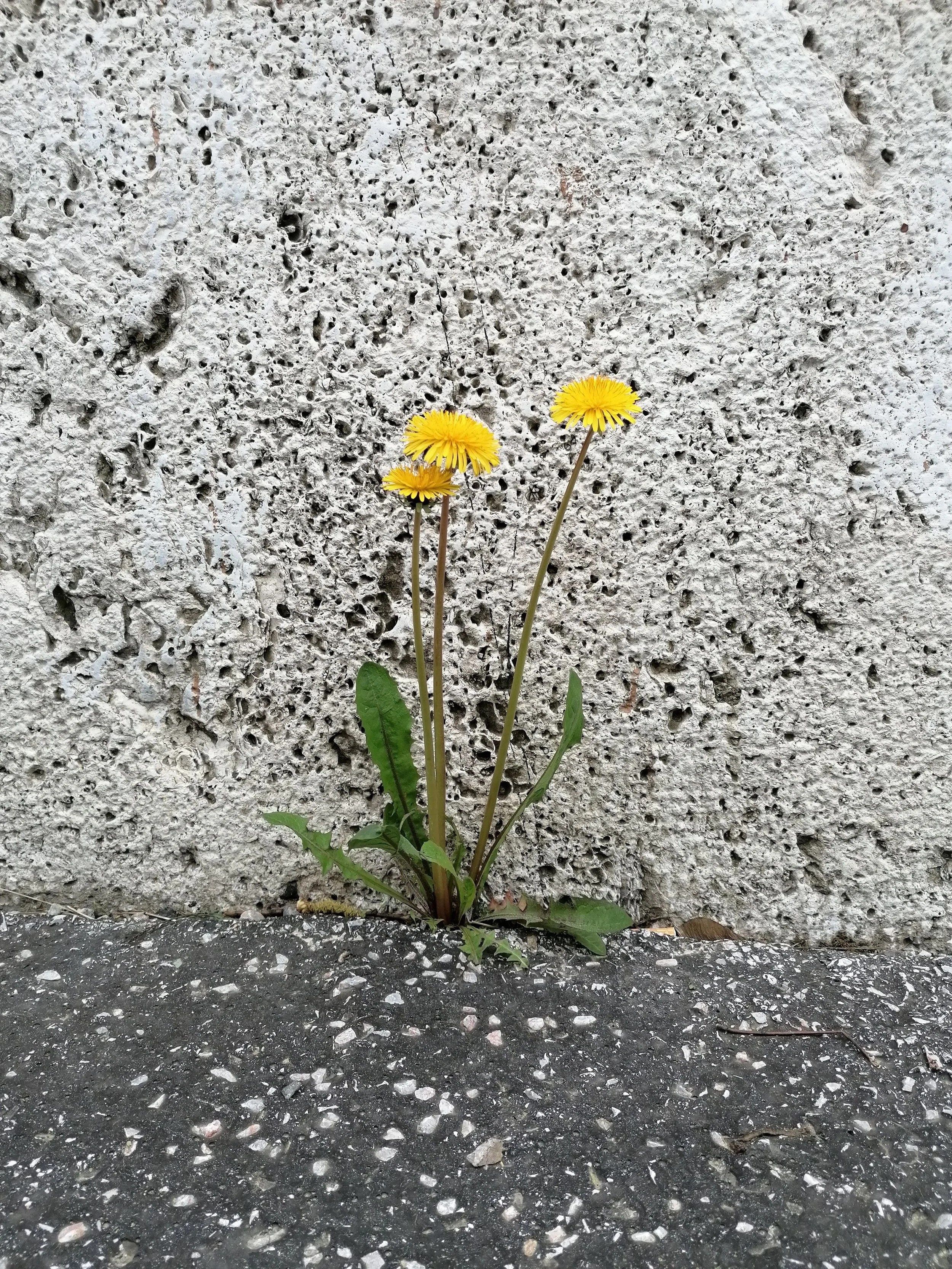 The Quiet Strength: Building Resilience for Better Mental Health