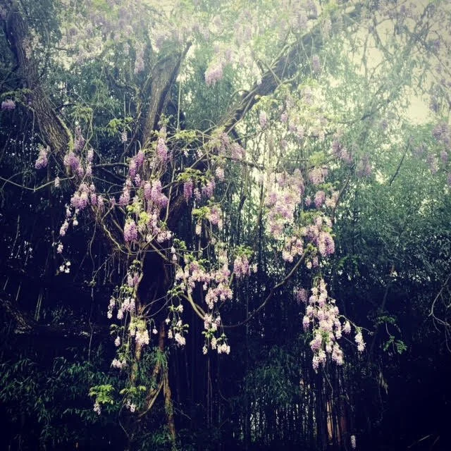 A tree with pink and purple flowers hanging from its branches in a lush green forest.