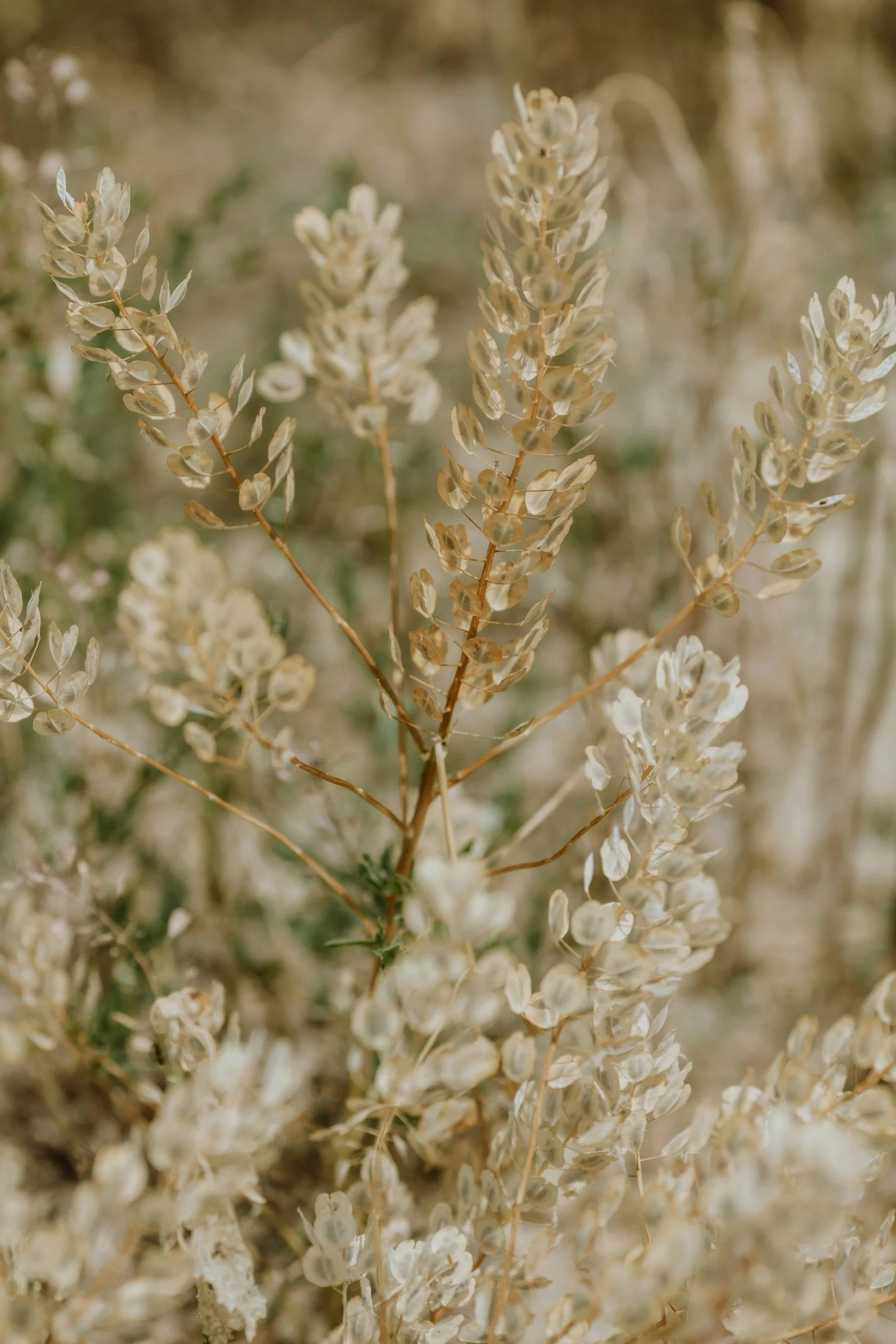 Close-up of dried, beige foliage of a plant in a natural outdoor setting.