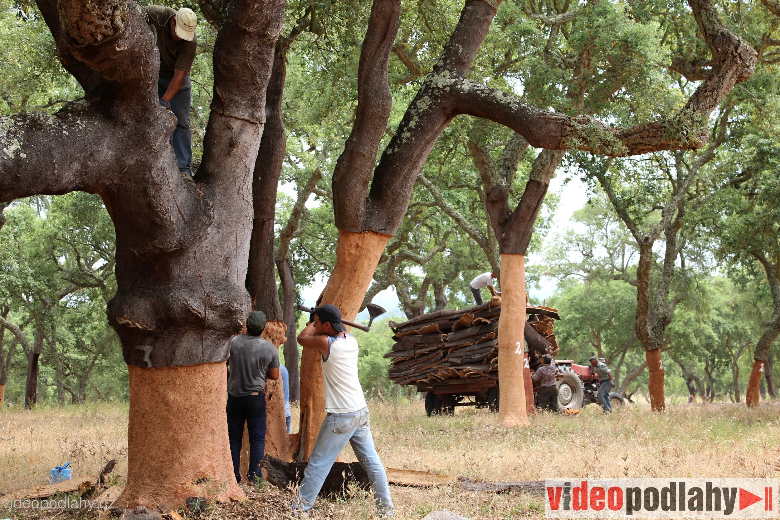 Cork oak trees being harvested for cork in Portugal