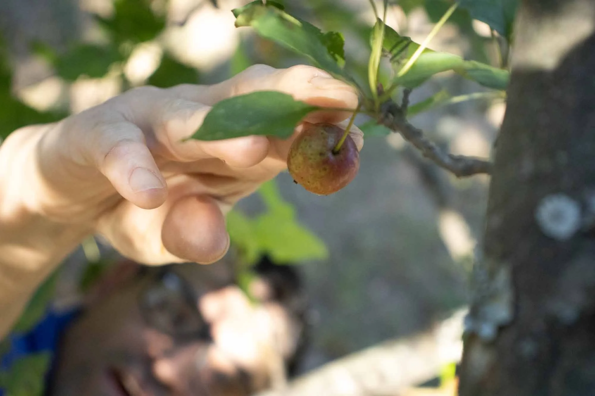 A person with a light skin tone is picking a small red and yellow apple from an apple tree. The person's hand is visible, holding the apple, with green leaves and branches of the apple tree in the background.