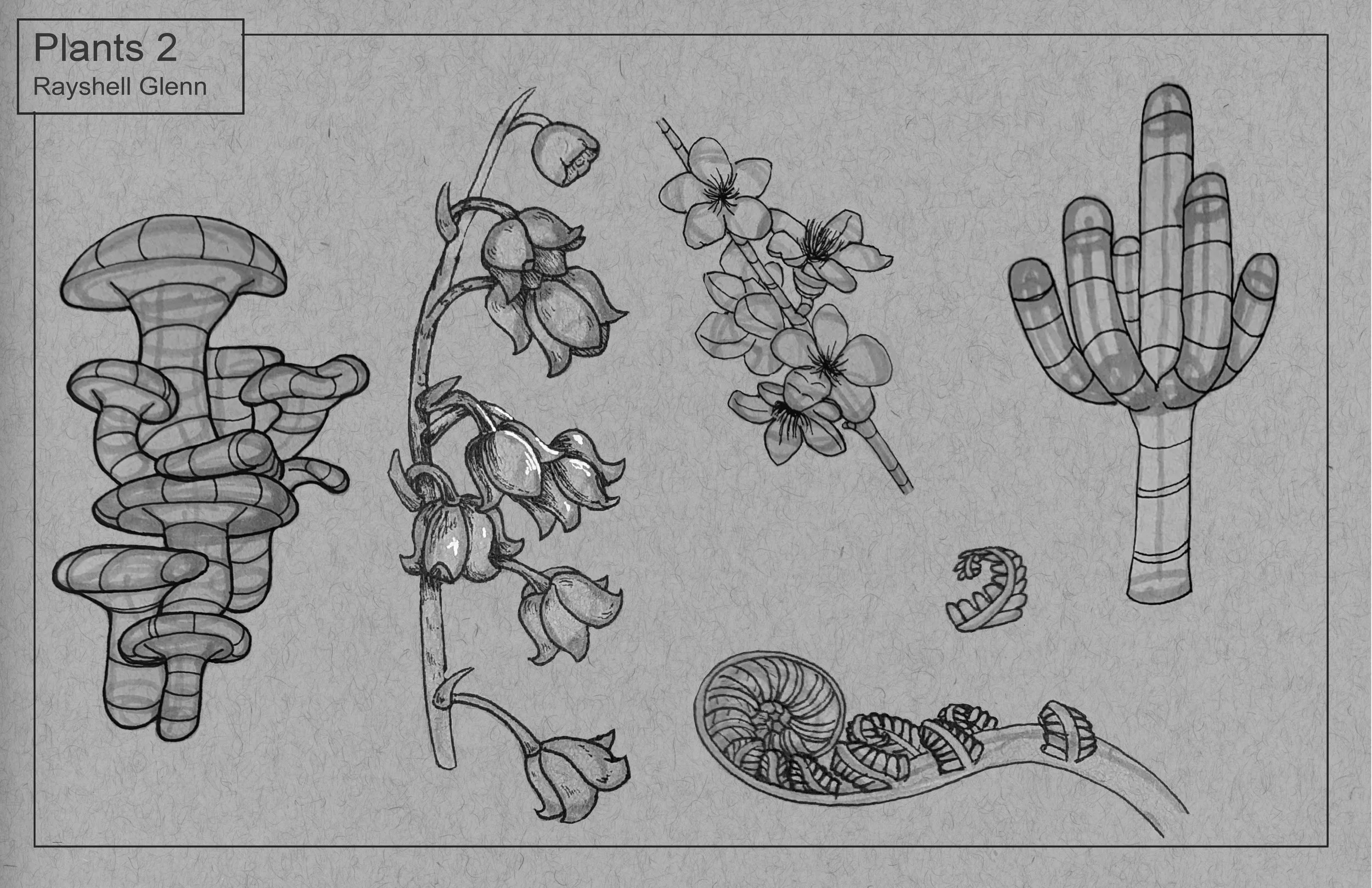 Black and white botanical illustration featuring various plants, including a tall, segmented cactus with rounded tops, a plant with clustered bell-shaped flowers, a flowering branch with five-petaled blossoms, and a coiled plant with small curled lea