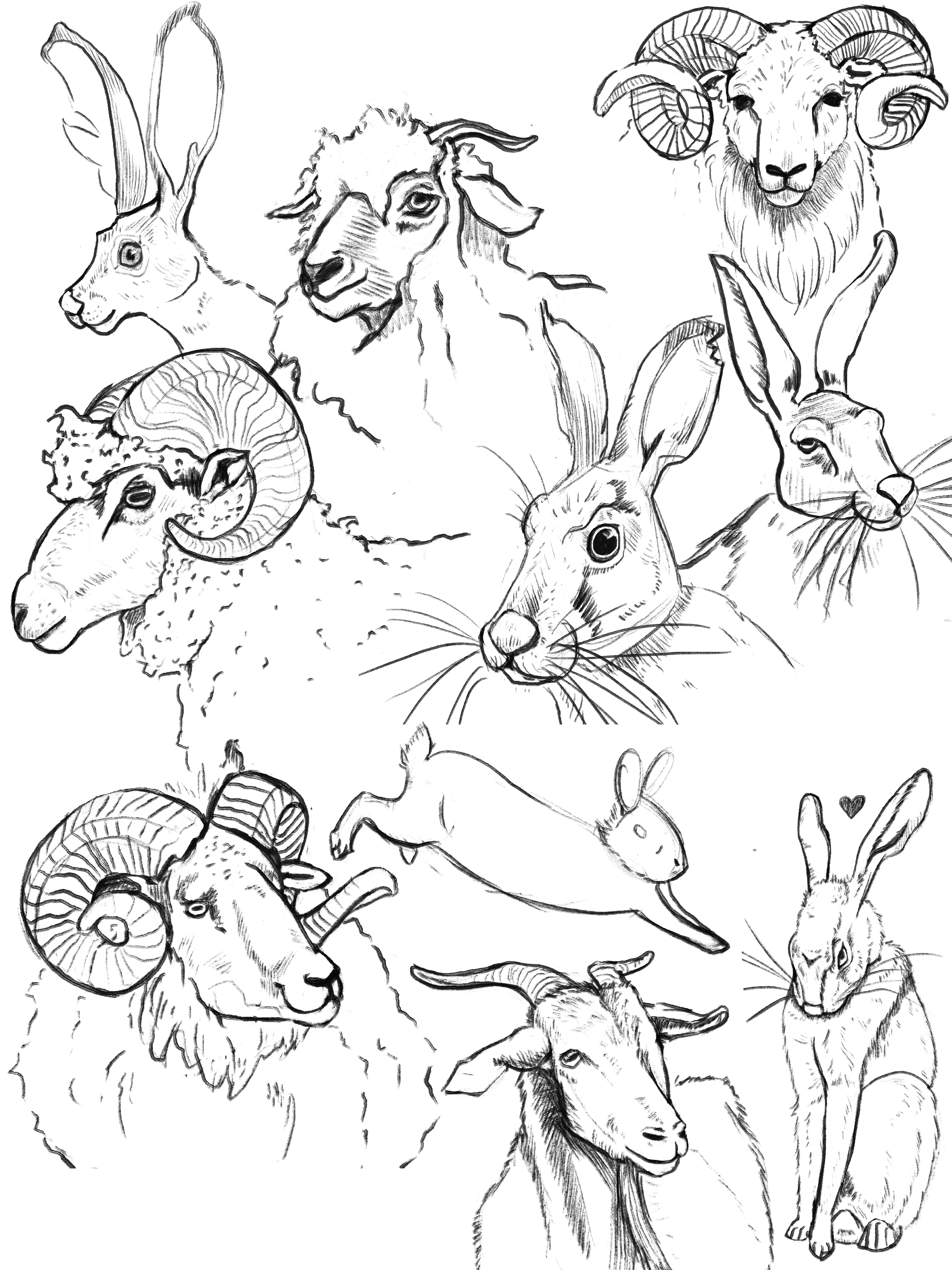 A collection of hand-drawn sketches including rabbits and goats/rams in black and white. Digital.