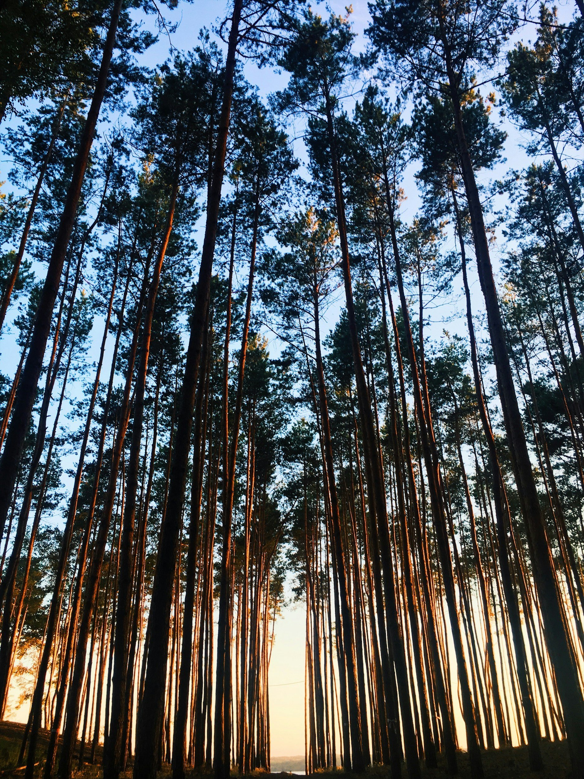 Tall pine trees in a forest during sunset with a clear sky above.