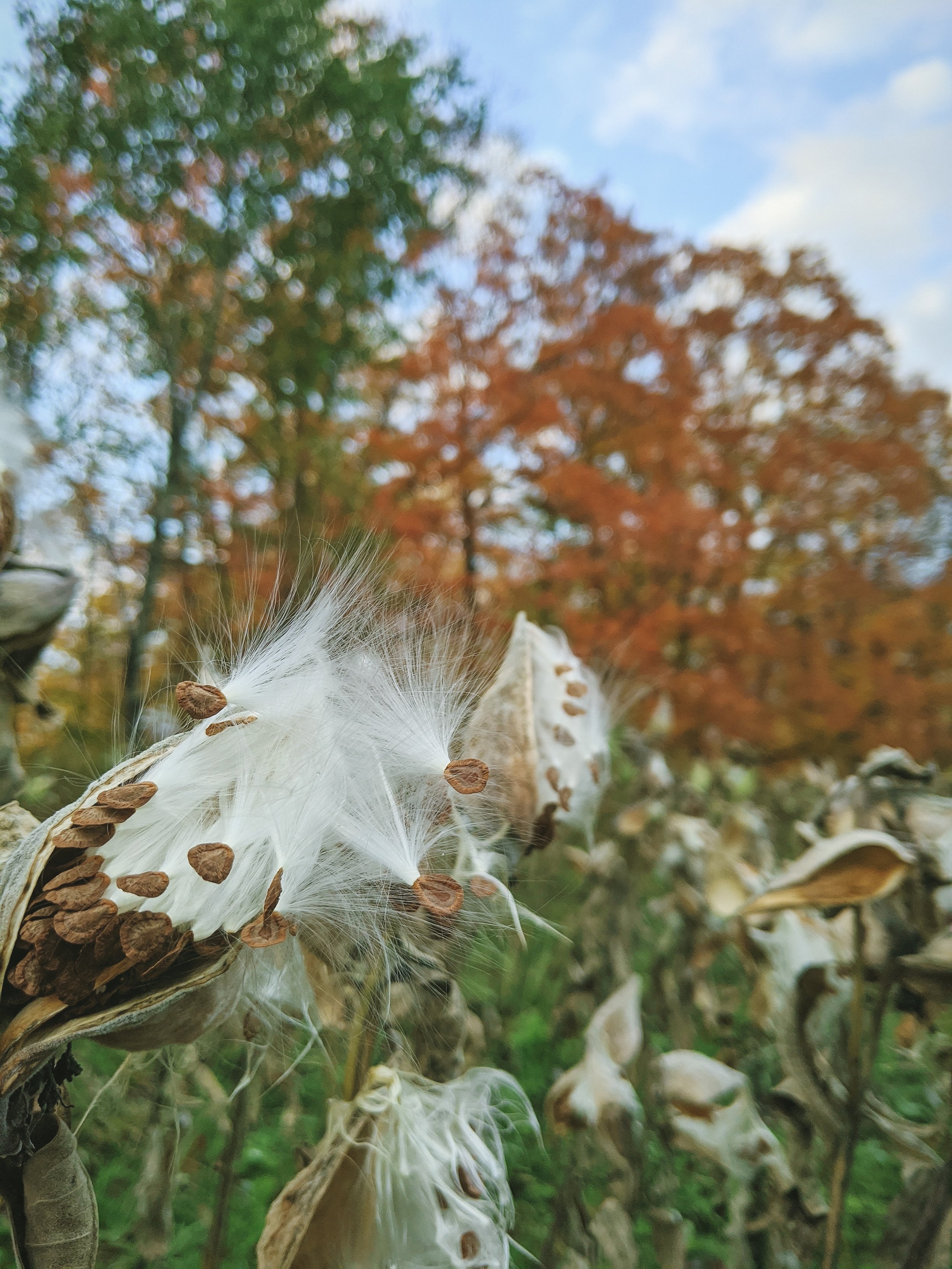 Graine de maïs marron et plumes blanches sur une tige de maïs, avec des feuilles vertes et un ciel bleu en arrière-plan.