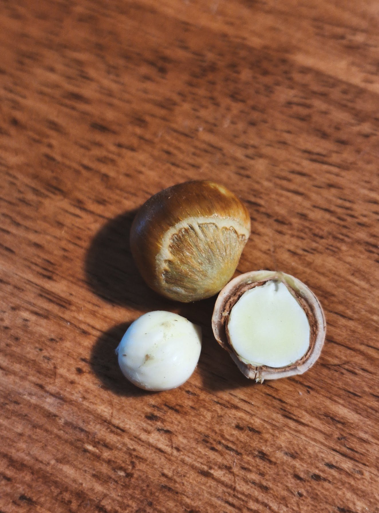 noisettes 4.jpg