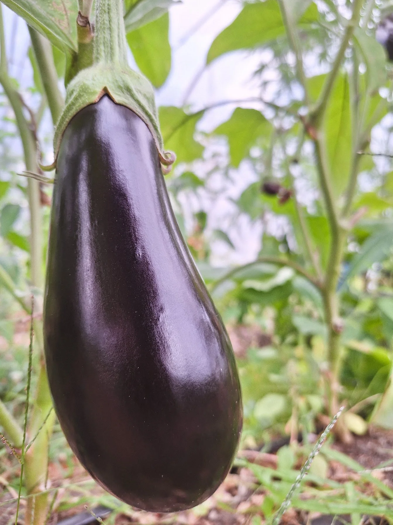 Aubergine Gaudi