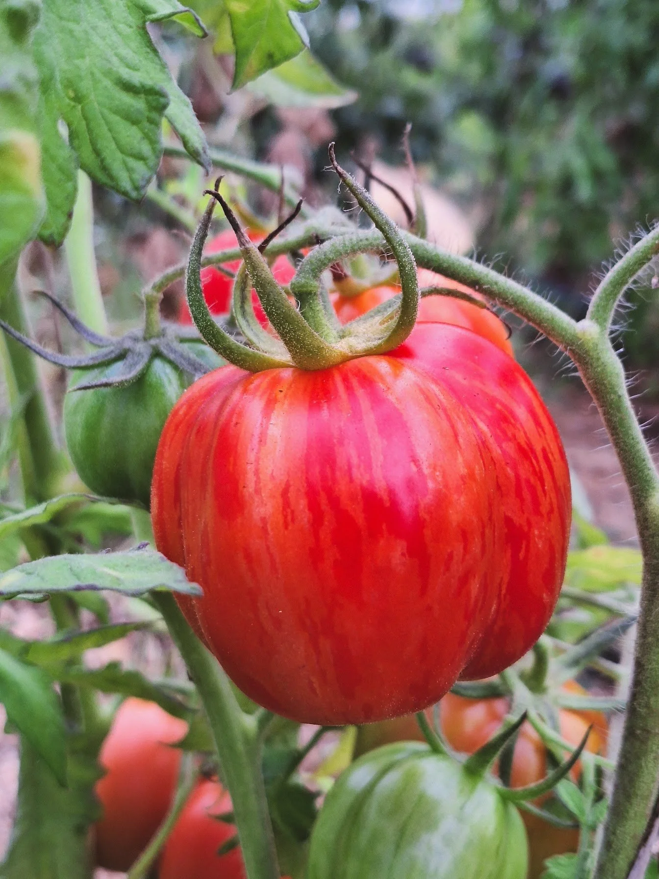 Tomates "Get Stuffed"