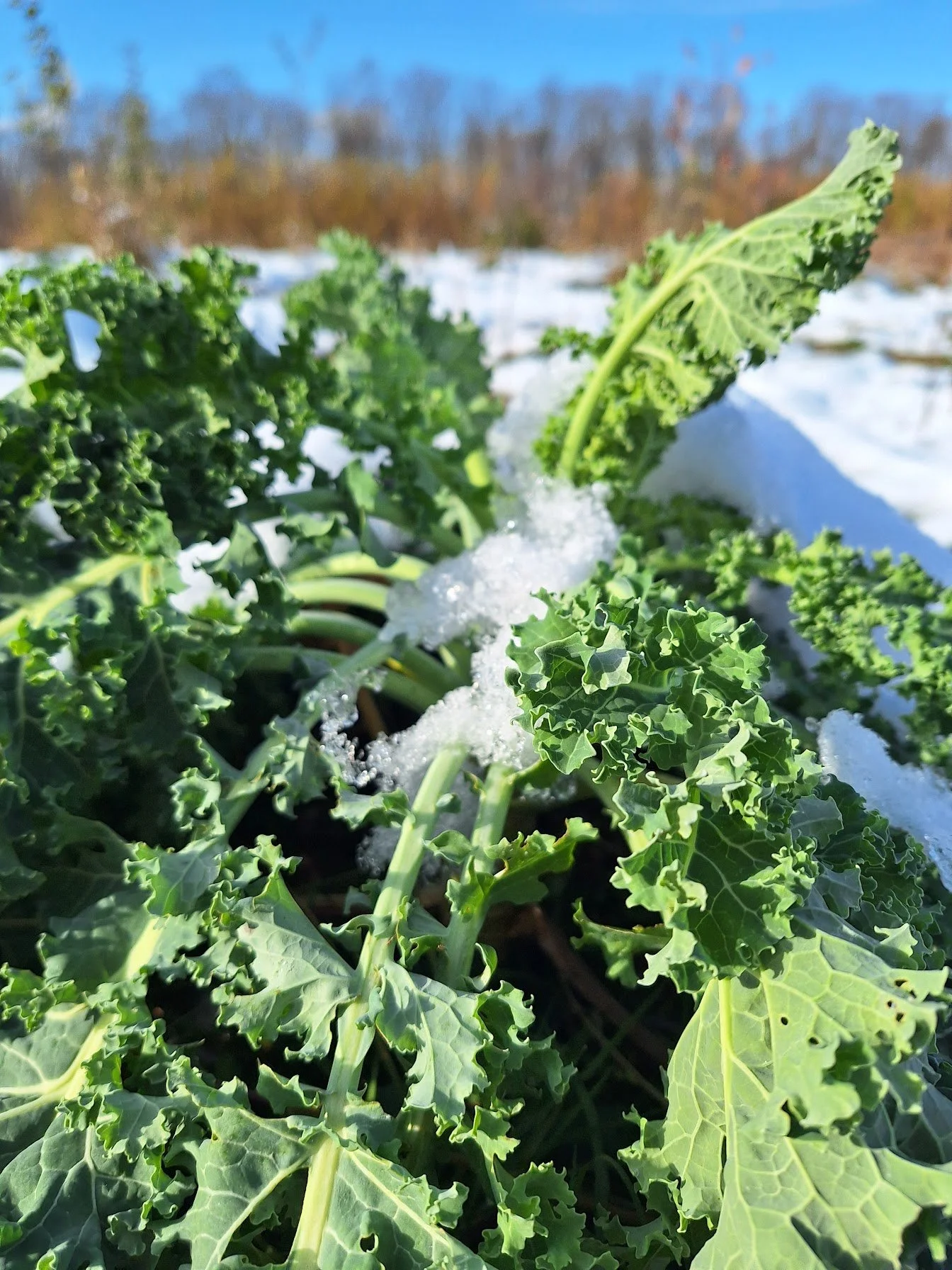 Légumes verts, probablement du kale, poussant dans un champ enneigé en hiver avec un ciel bleu en arrière-plan.