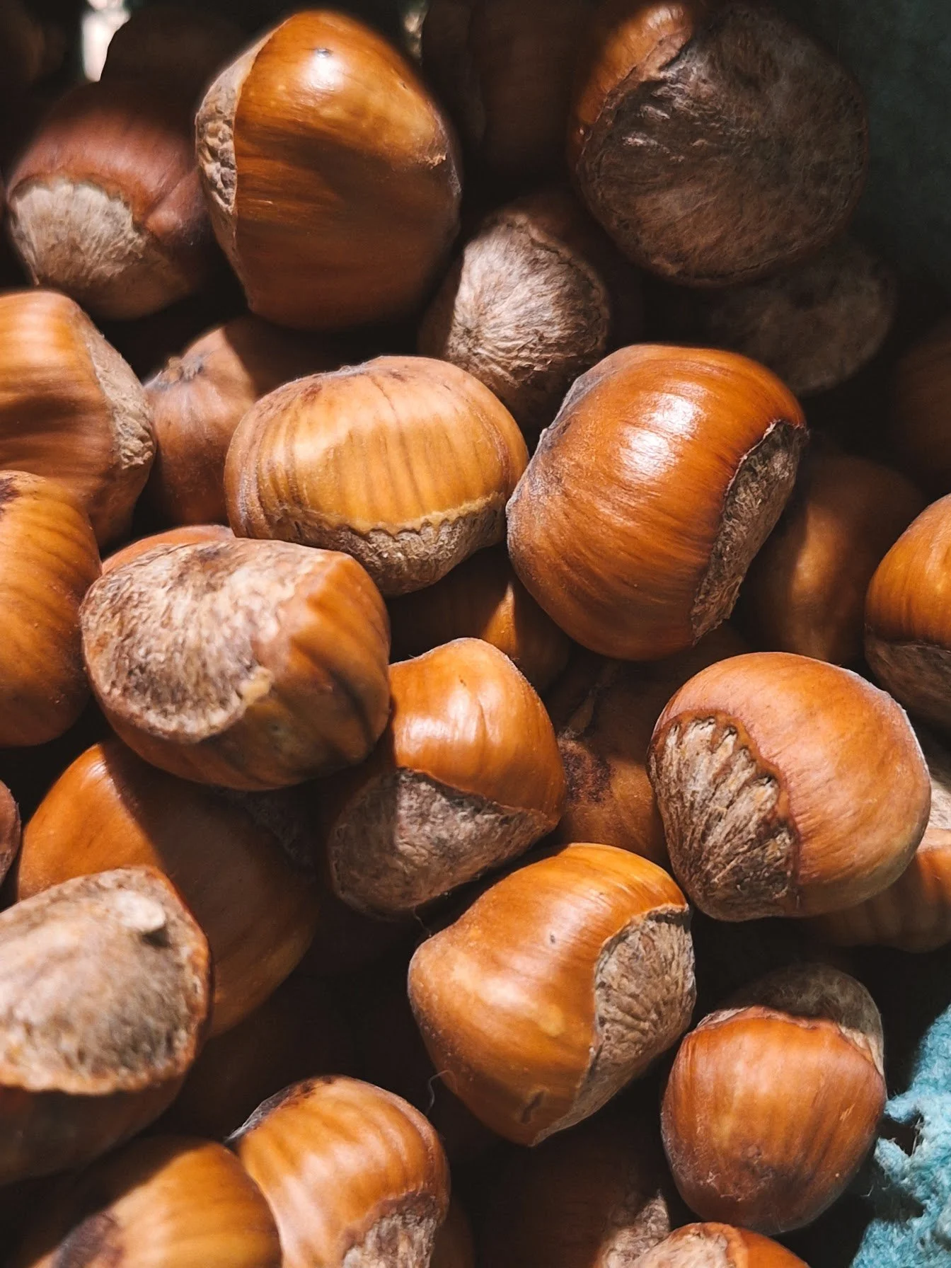 Noisettes en écales | 200g