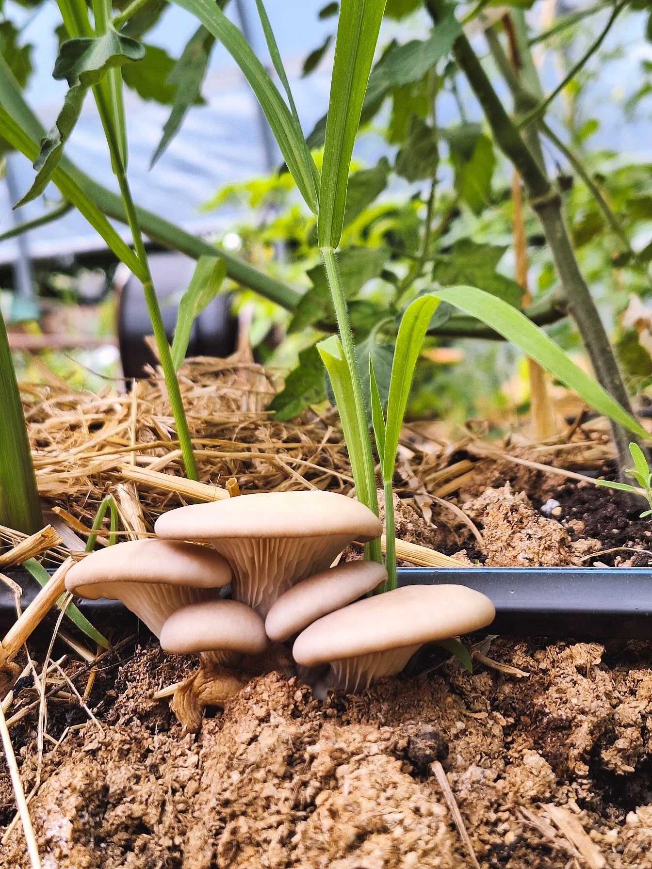 Des champignons blancs poussent dans la terre parmi des plantes vertes dans un jardin.