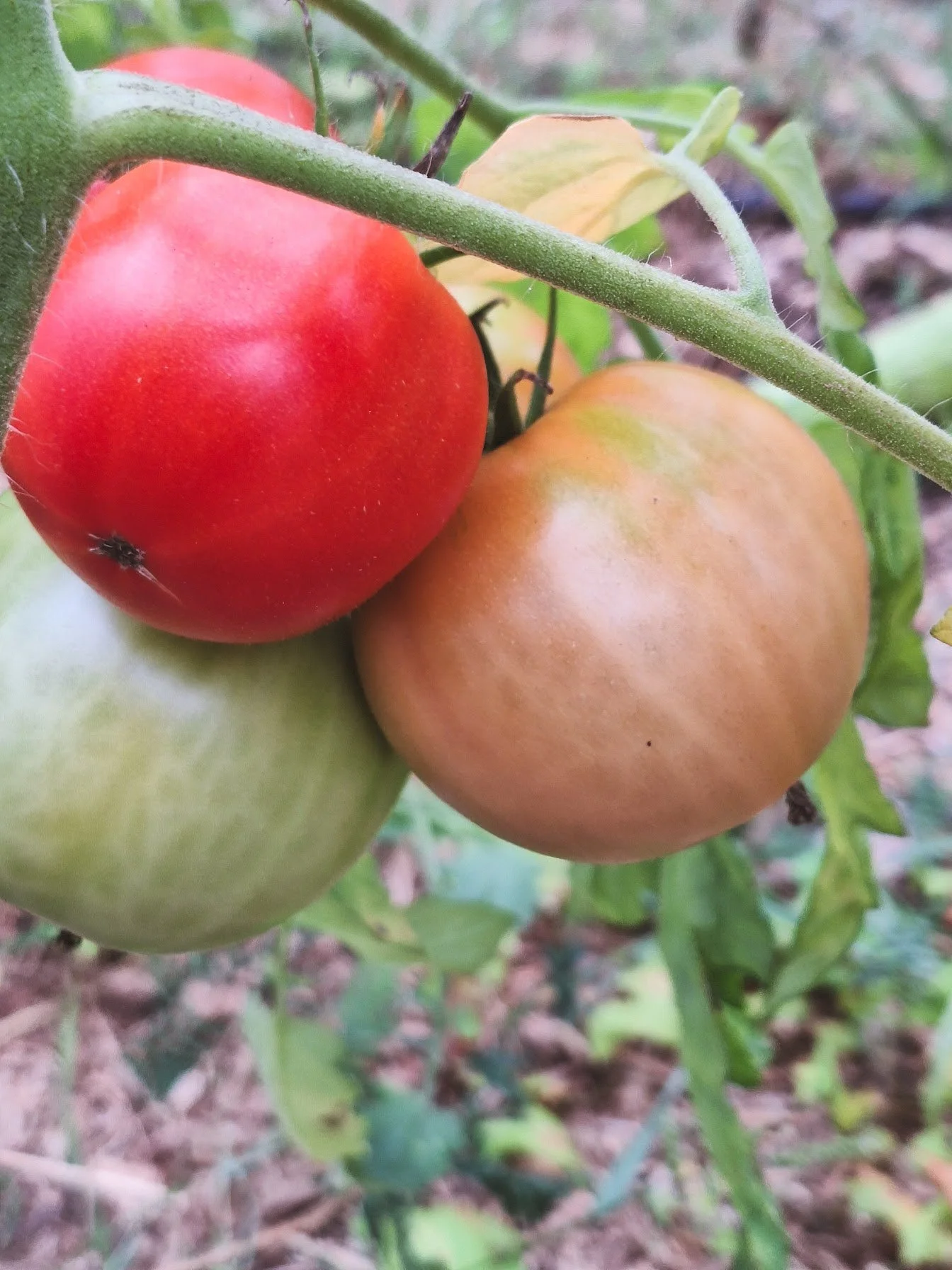 Tomates standards