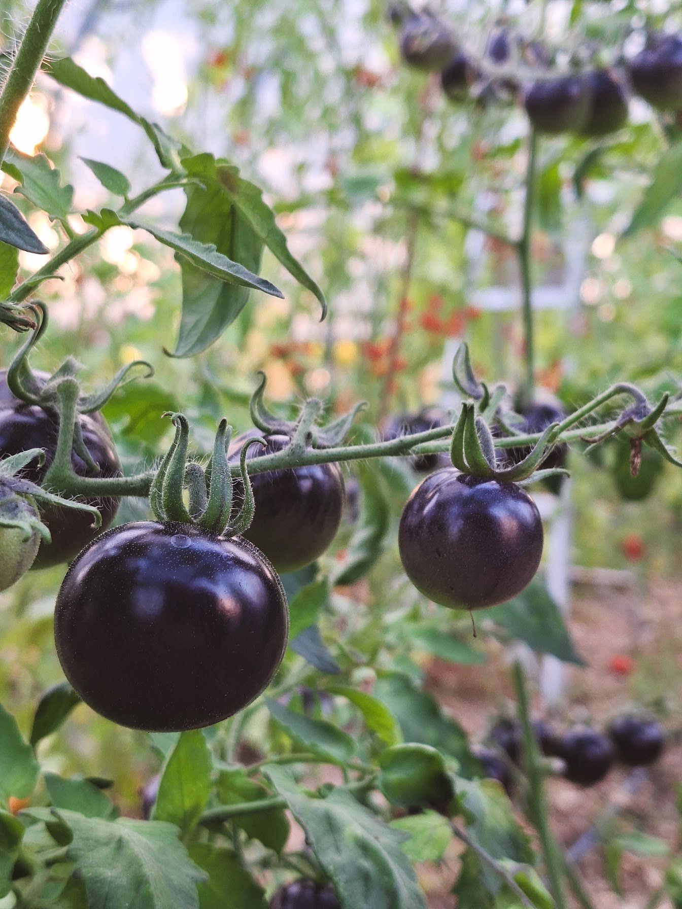 tomates indigo rose.jpg