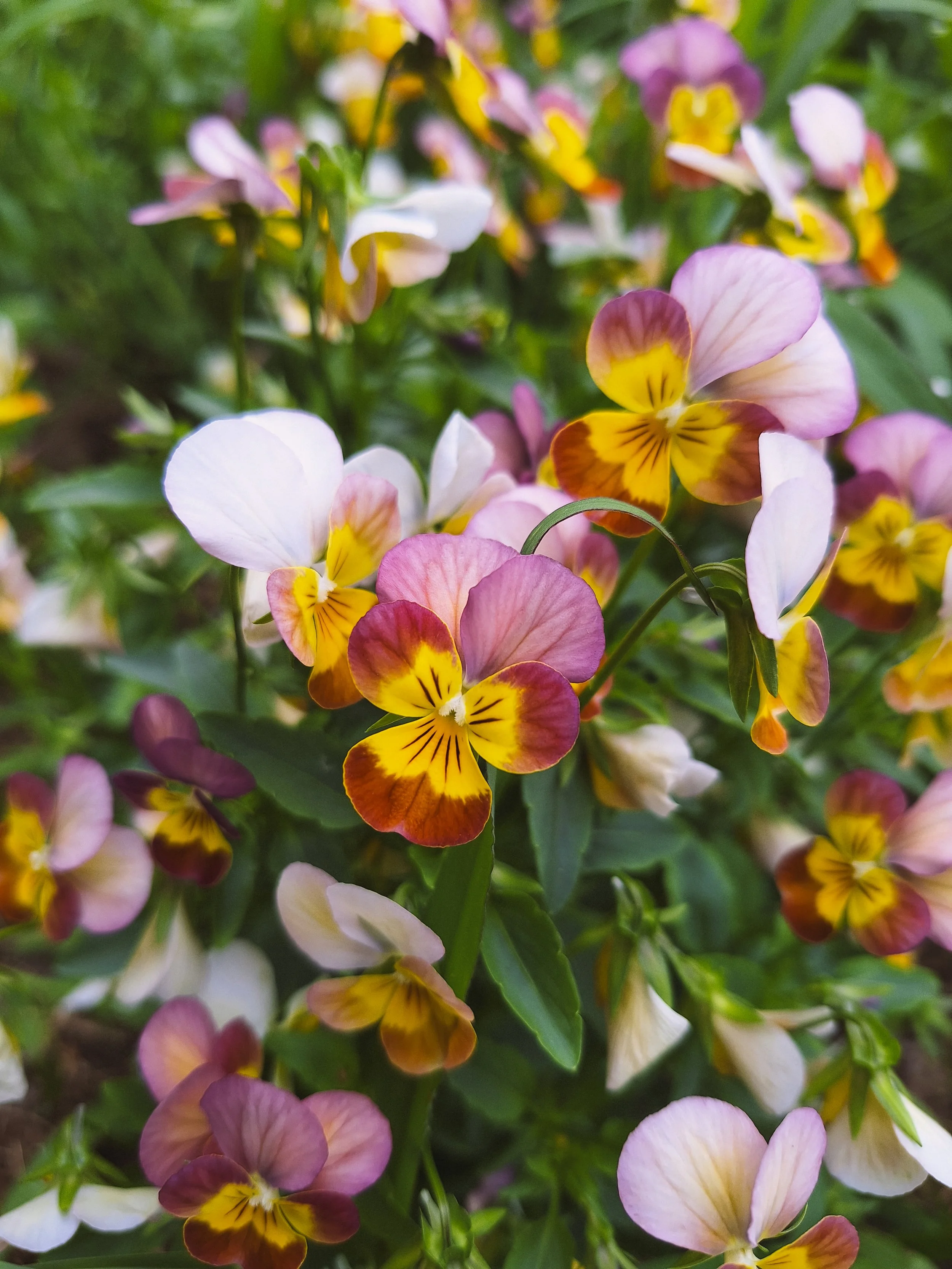 Fleurs de pensées multicolores avec nuances de violet, jaune, blanc et rose.