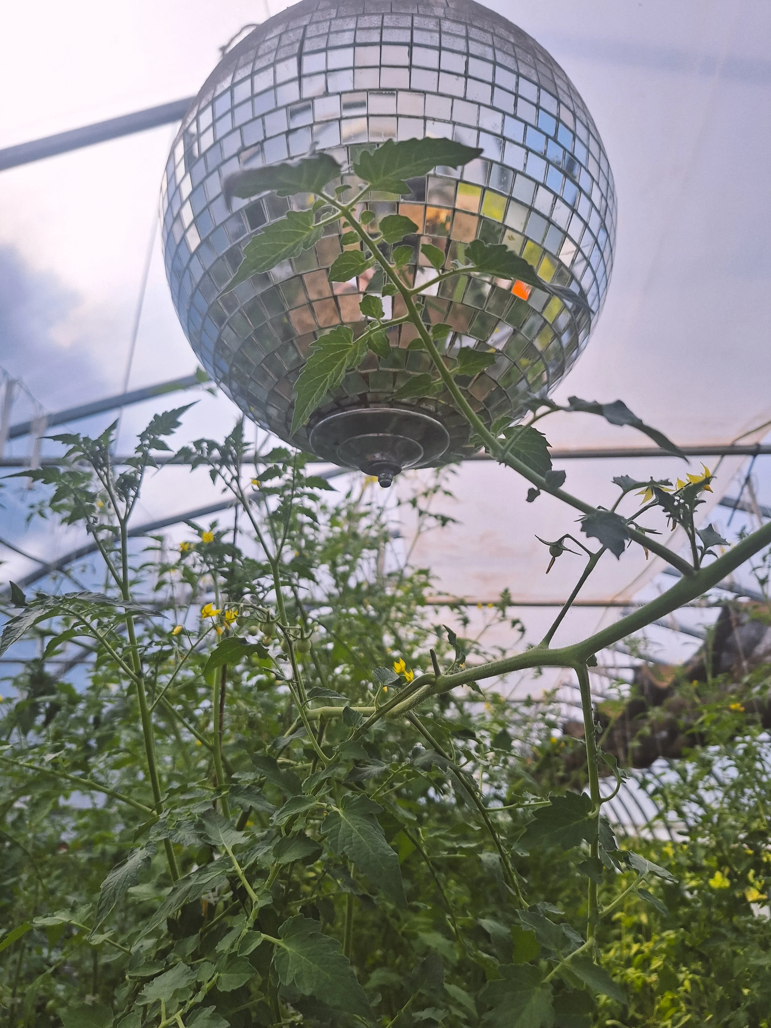 La serre du Domaine du Grand Corbeau avec des tomates en croissance, une boule de miroir disco est suspendue au plafond