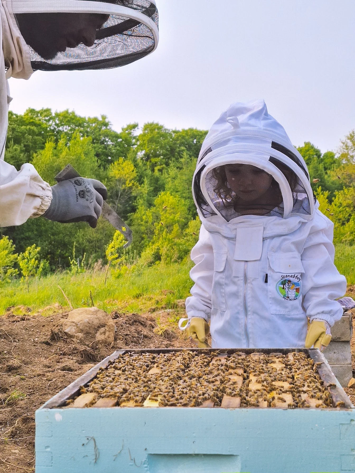 Une personne en tenue de protection pour l'apiculture, avec un voile, des gants et un uniforme blanc, inspecte une ruche ou un cadre d'abeilles dans un environnement extérieur verdoyant.