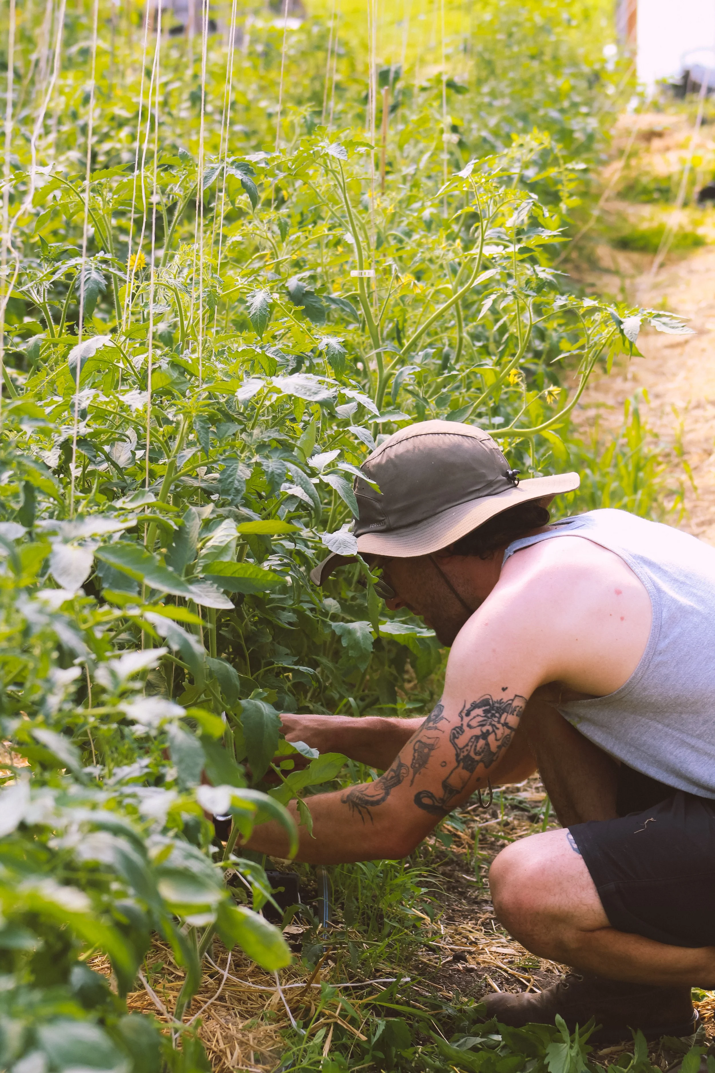 Une personne squat dans un champ de tomates, portant un chapeau et des tatouages sur le bras, en train de cueillir ou vérifier les plantes.