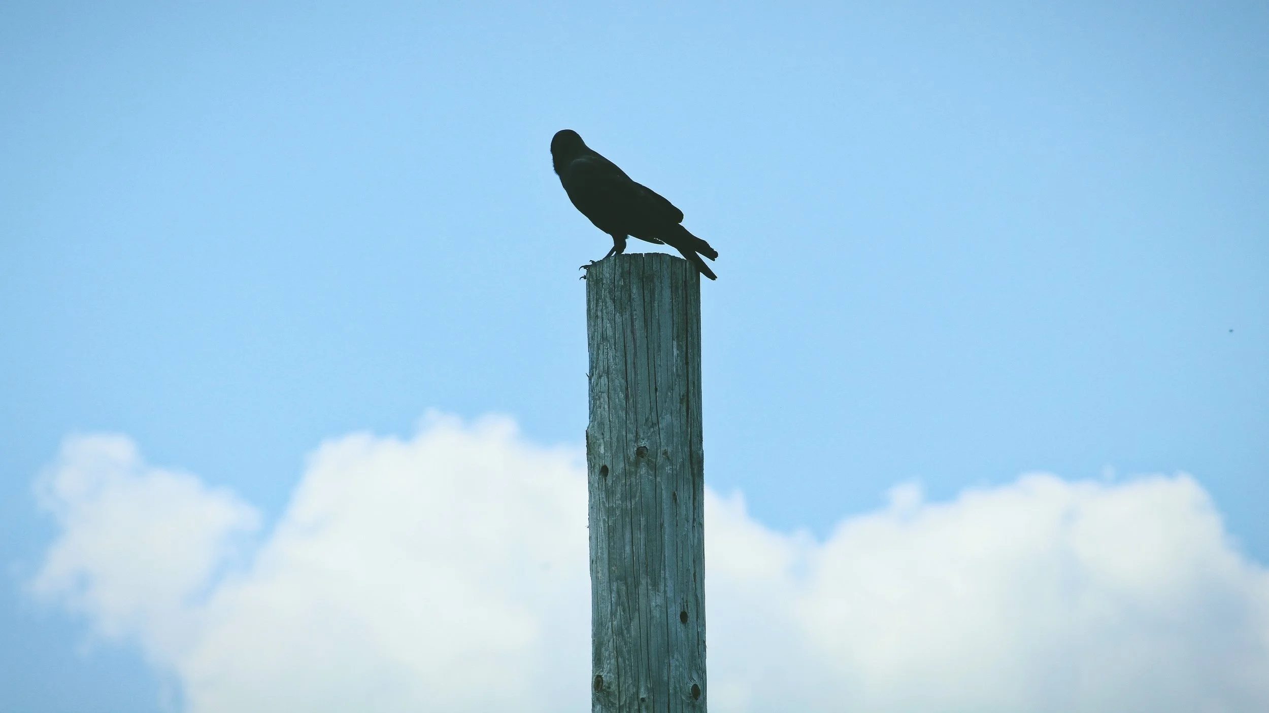 Un oiseau noir perché sur une colonne en bois sous un ciel bleu avec quelques nuages.