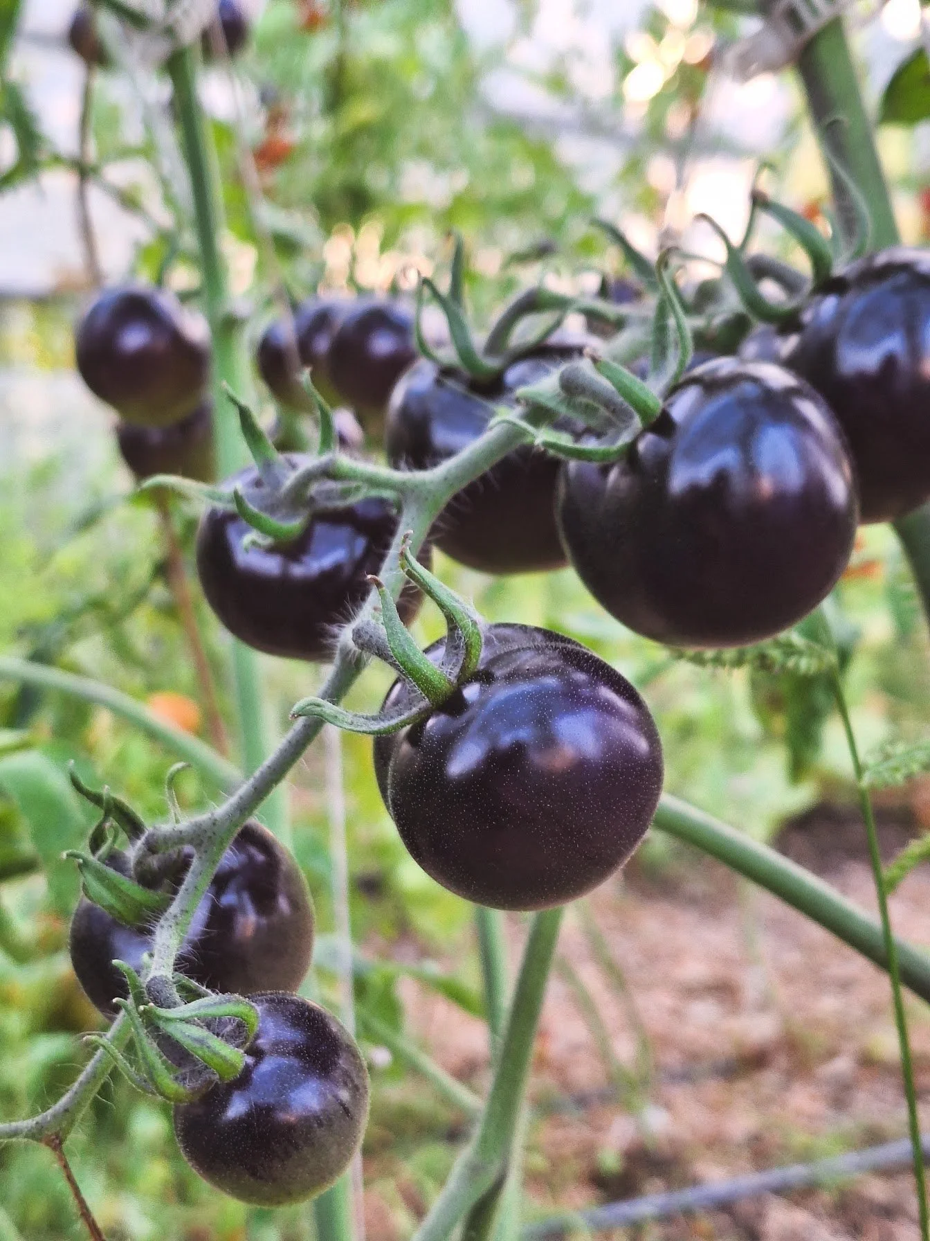 tomates indigo rose 2.jpg