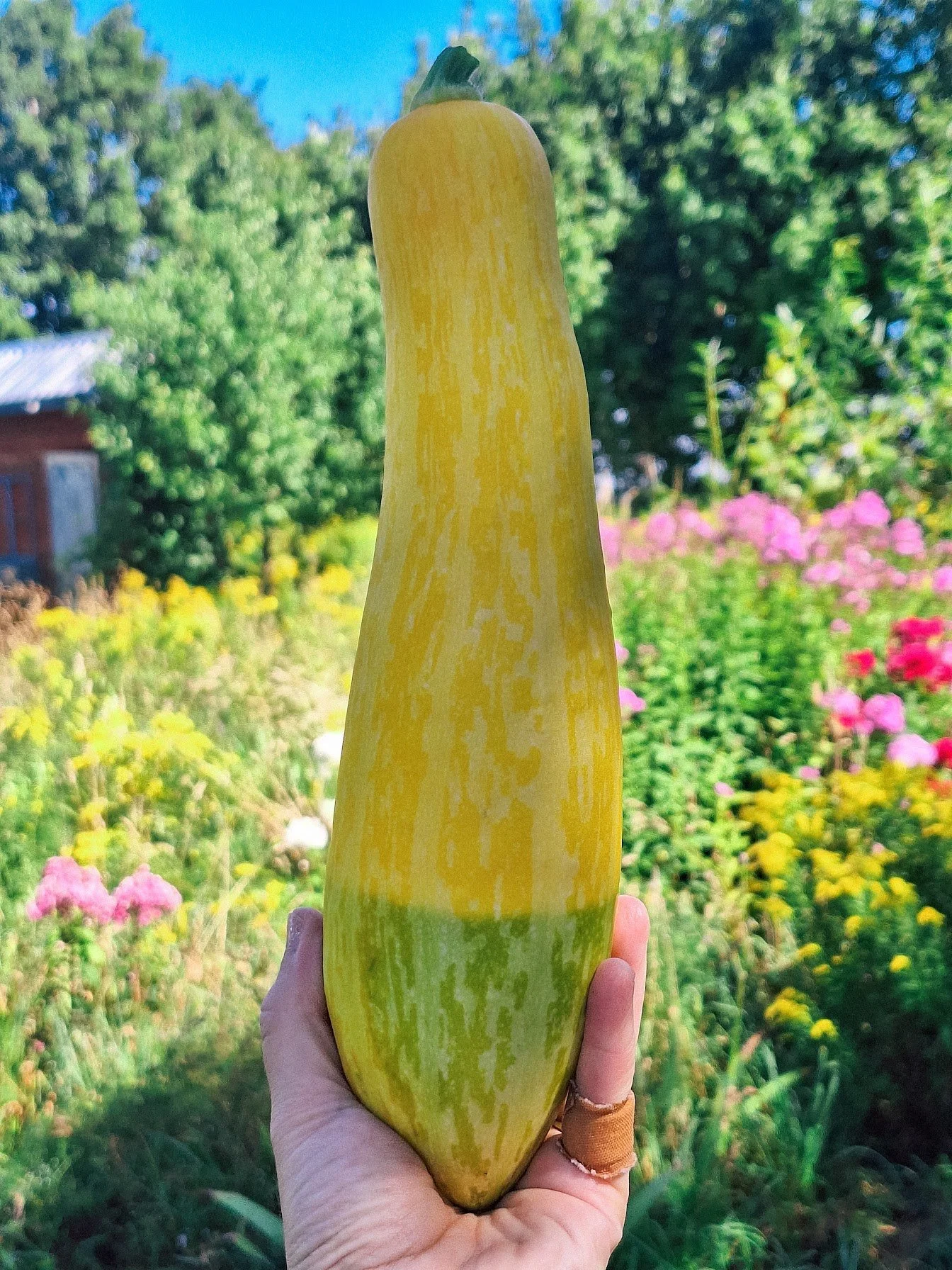 Une main tient une grosse courge ou courgette jaune dans un jardin fleuri avec des plantes vertes et des fleurs roses et jaunes en arrière-plan.