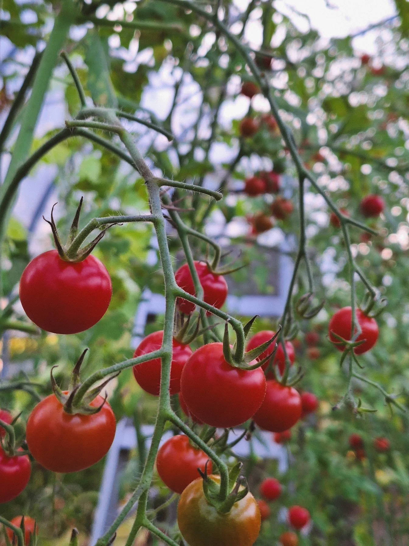 Tomates cerises rouges