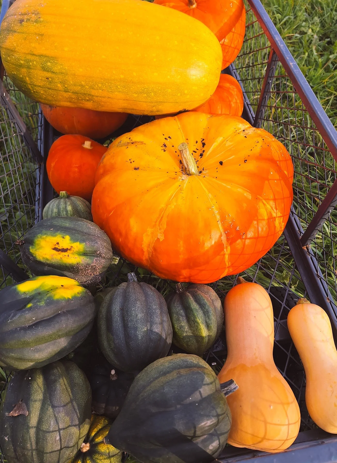 Une caisse remplie de différentes variétés de courges, dont des courges orange, vert foncé et jaune, certaines avec des tiges, disposées en plein air.