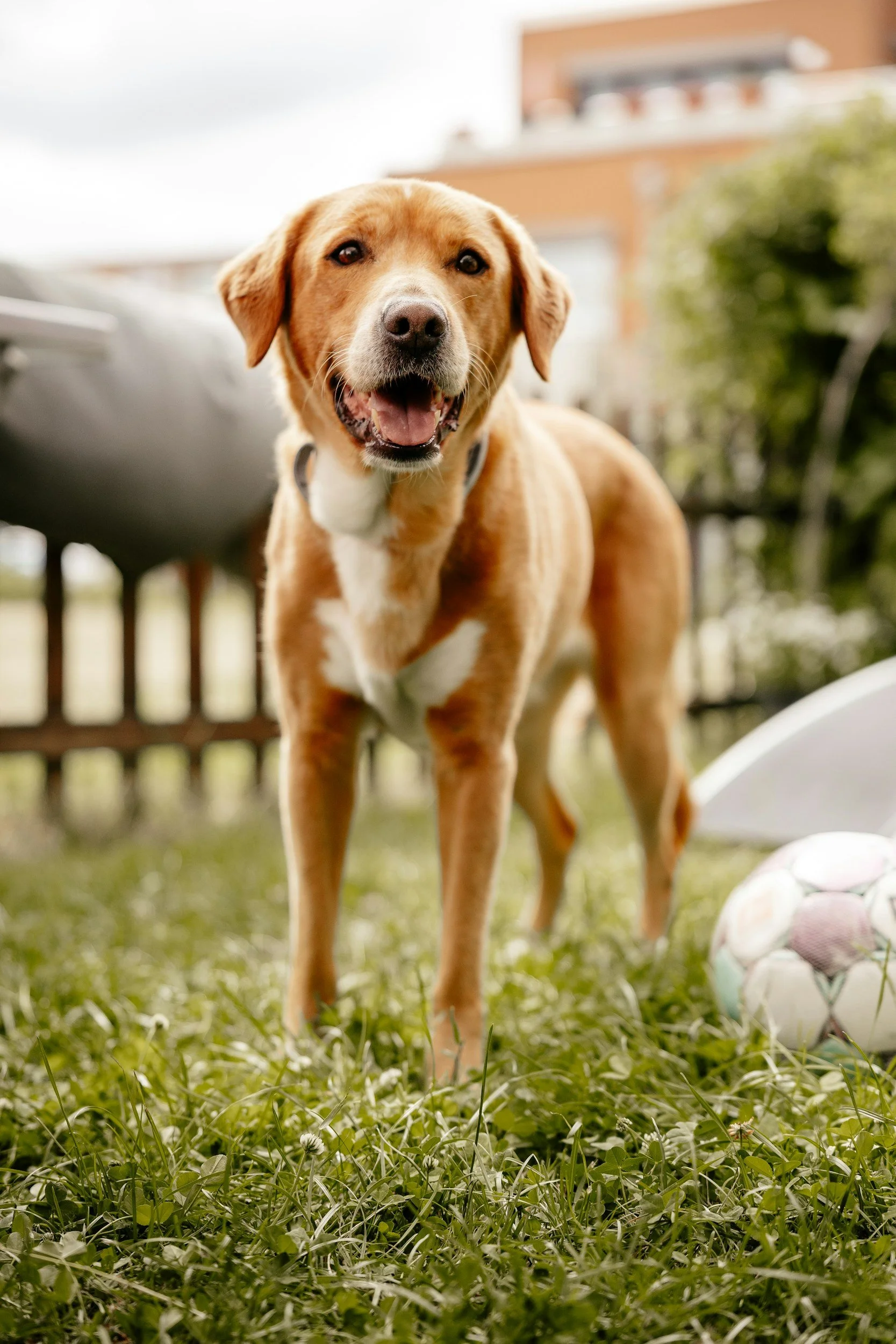 Happy dog enjoying a clean backyard in Sparks, Nevada