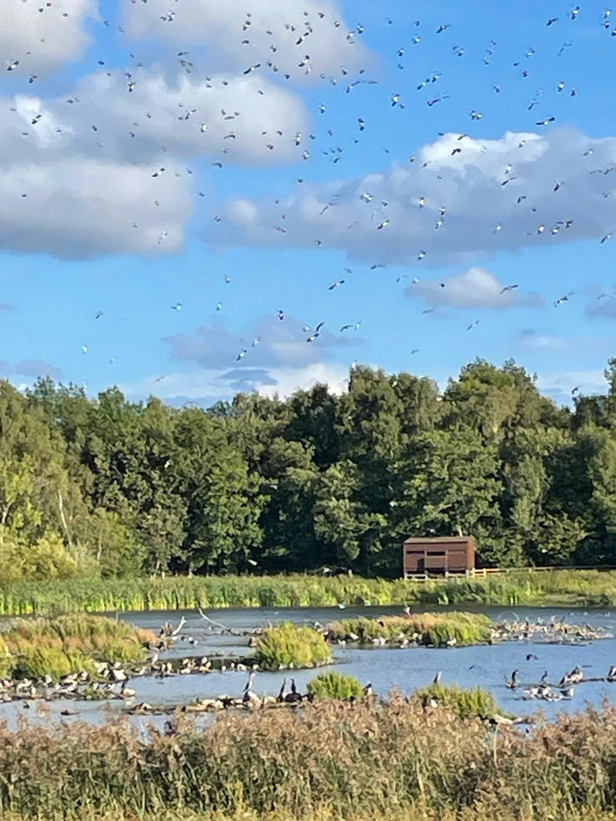 Large flock of birds flying over a marsh wetland with water channels, grassy islands, and a wooded shoreline.