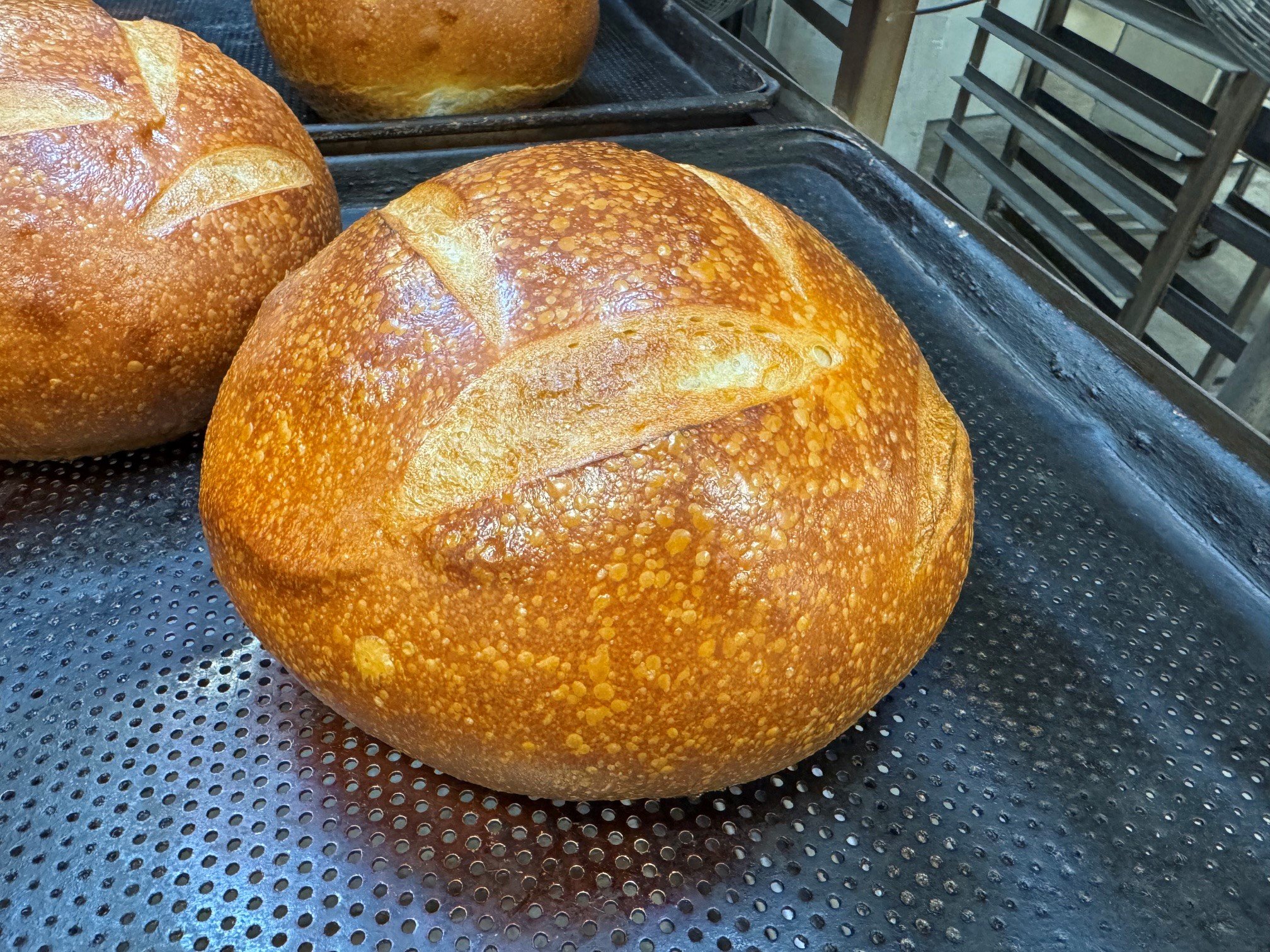 Close-up of freshly baked plain sourdough round bread loaves with golden crust on metal cooling rack.
