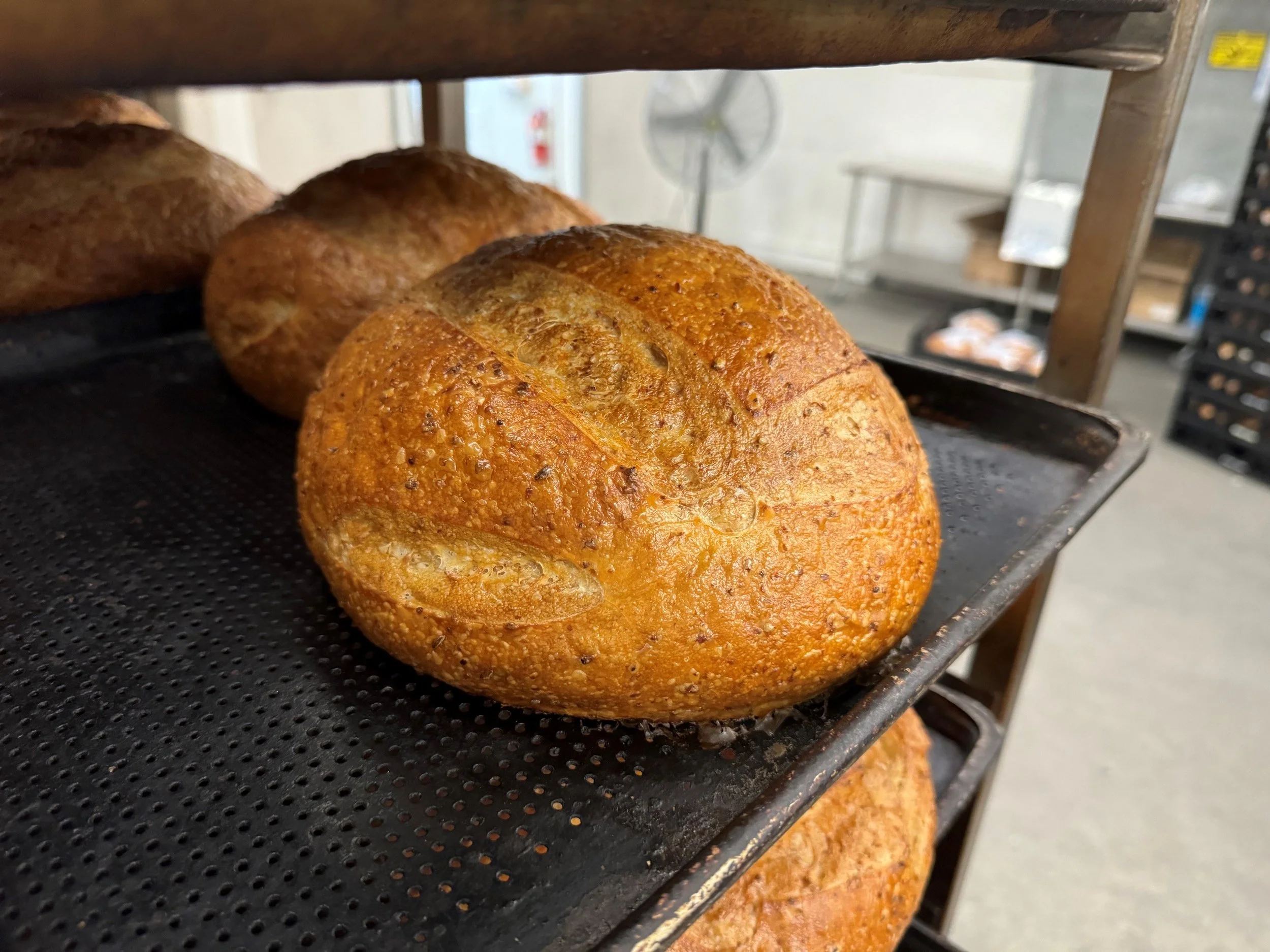 Close-up of freshly baked, cracked wheat round loaves of bread with a golden-brown crust cooling on a rack in a bakery.