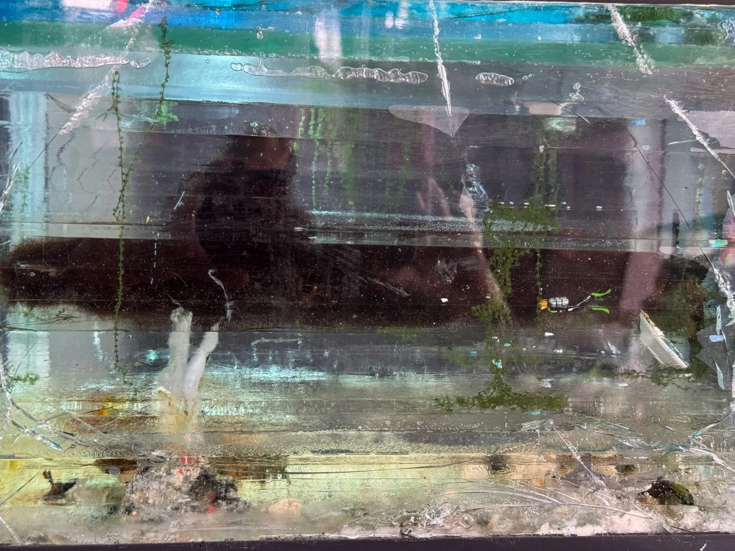 2E53 aquarium X.jpg