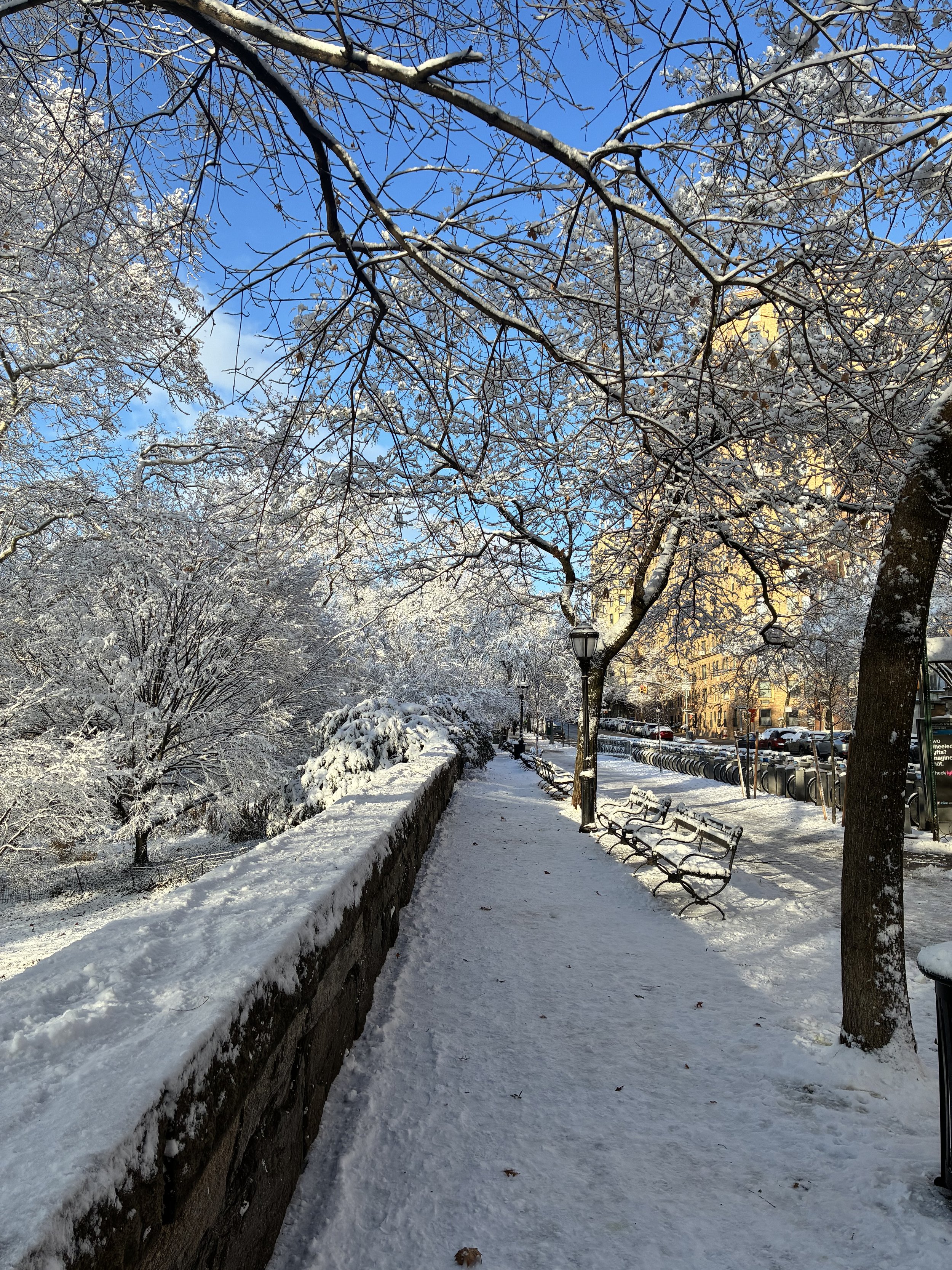 Snow-covered trees and benches along a sidewalk in an urban park on a clear winter day, with buildings in the background.